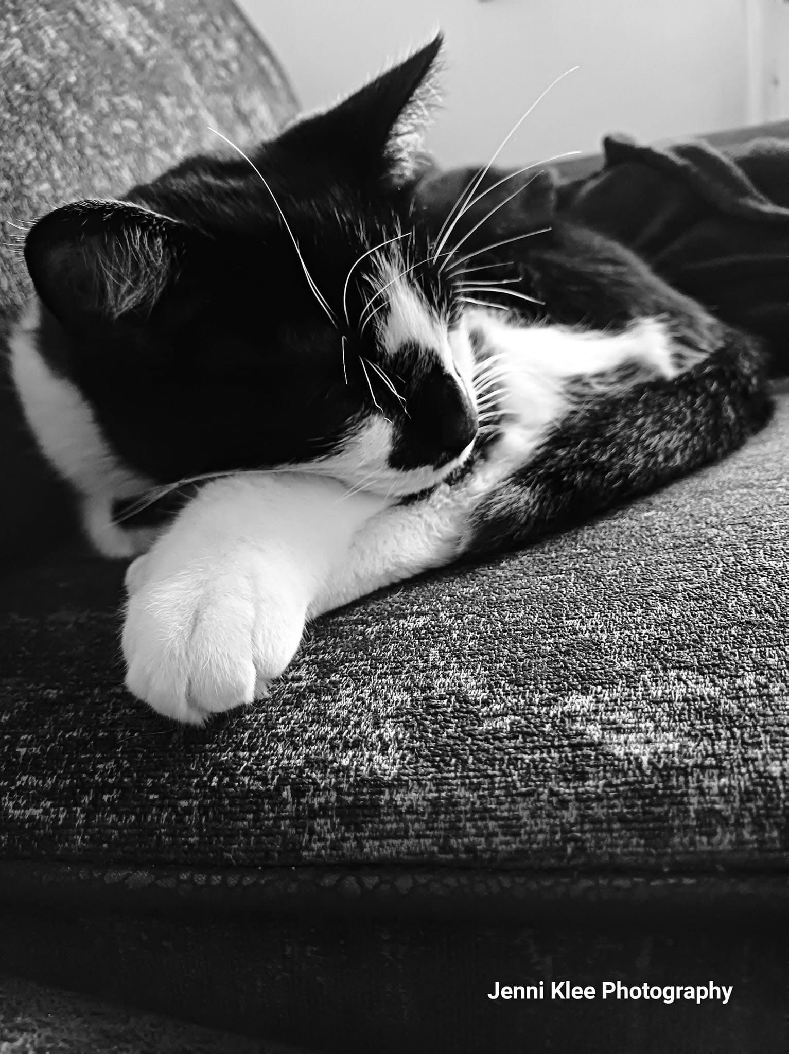 Just a Cat Being Adorable