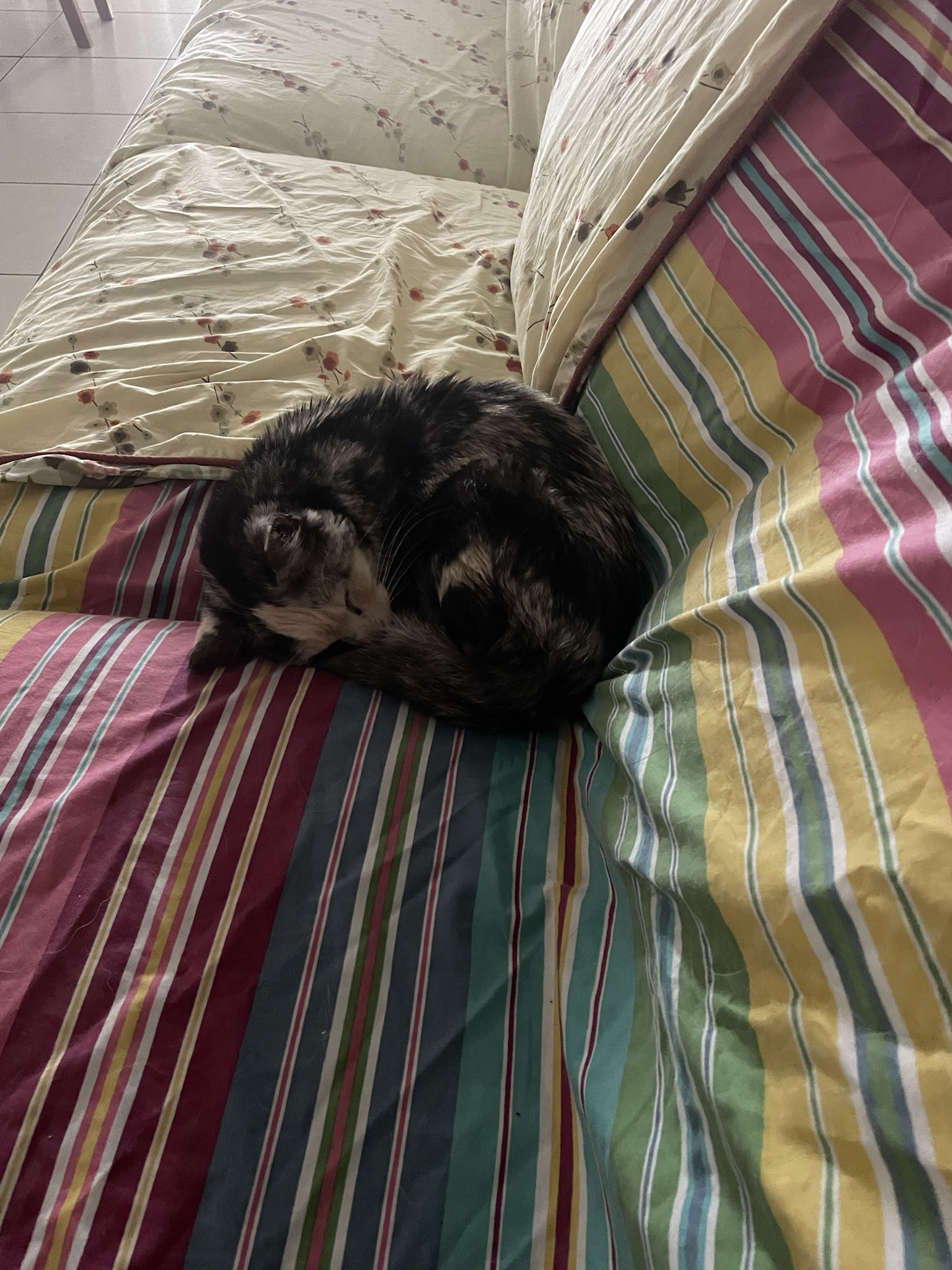 Meet Tessie Pusswana and Isabel Potato: The furry monarchs of our home