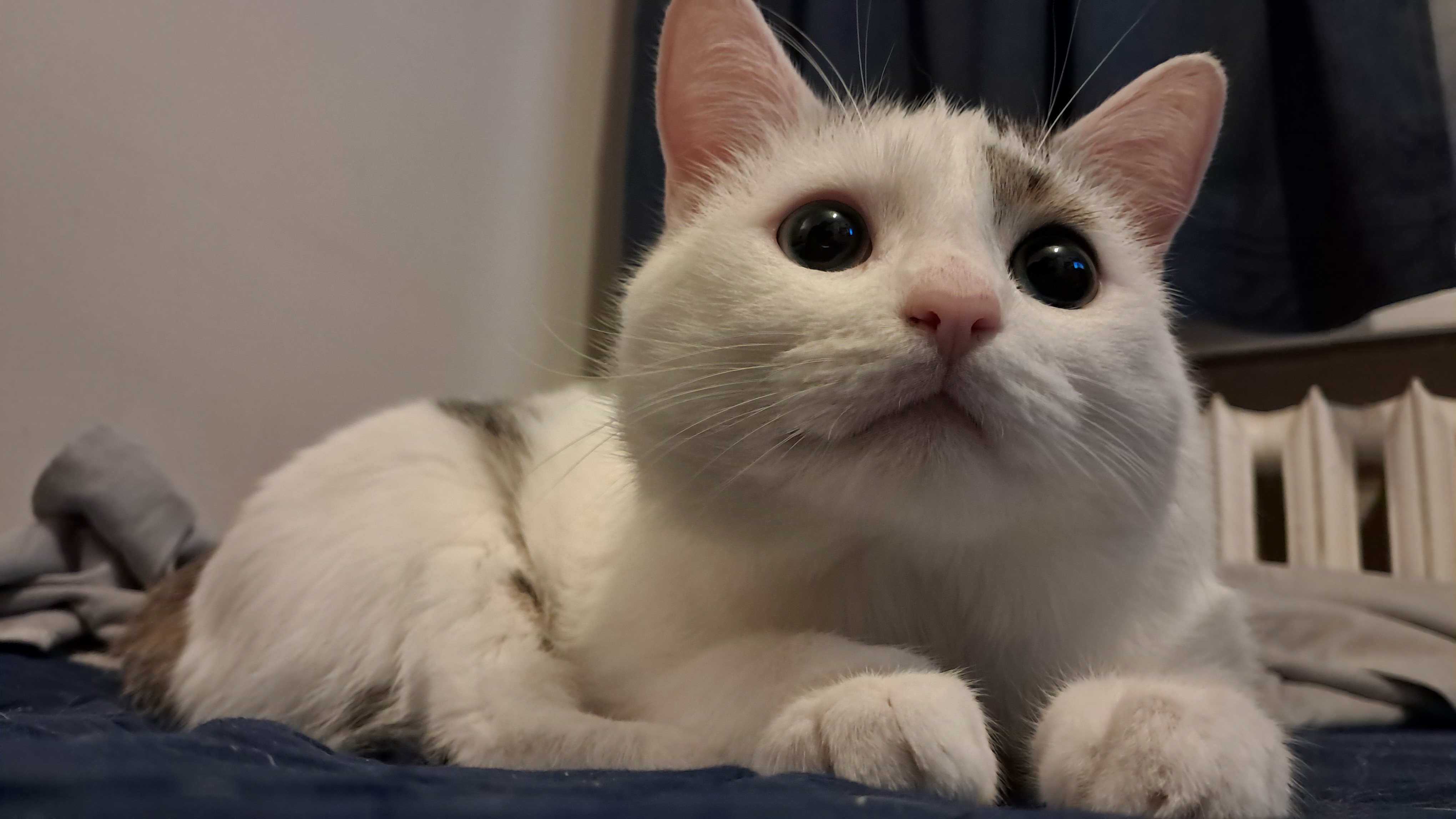 The Most Adorable Eyes in the World: Wholesome and Cute