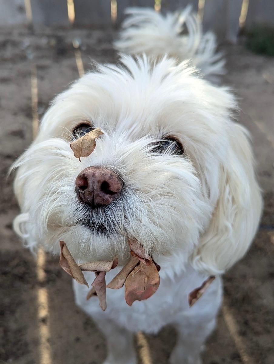Sierra wants you to take a moment for a leaf in these tough times.