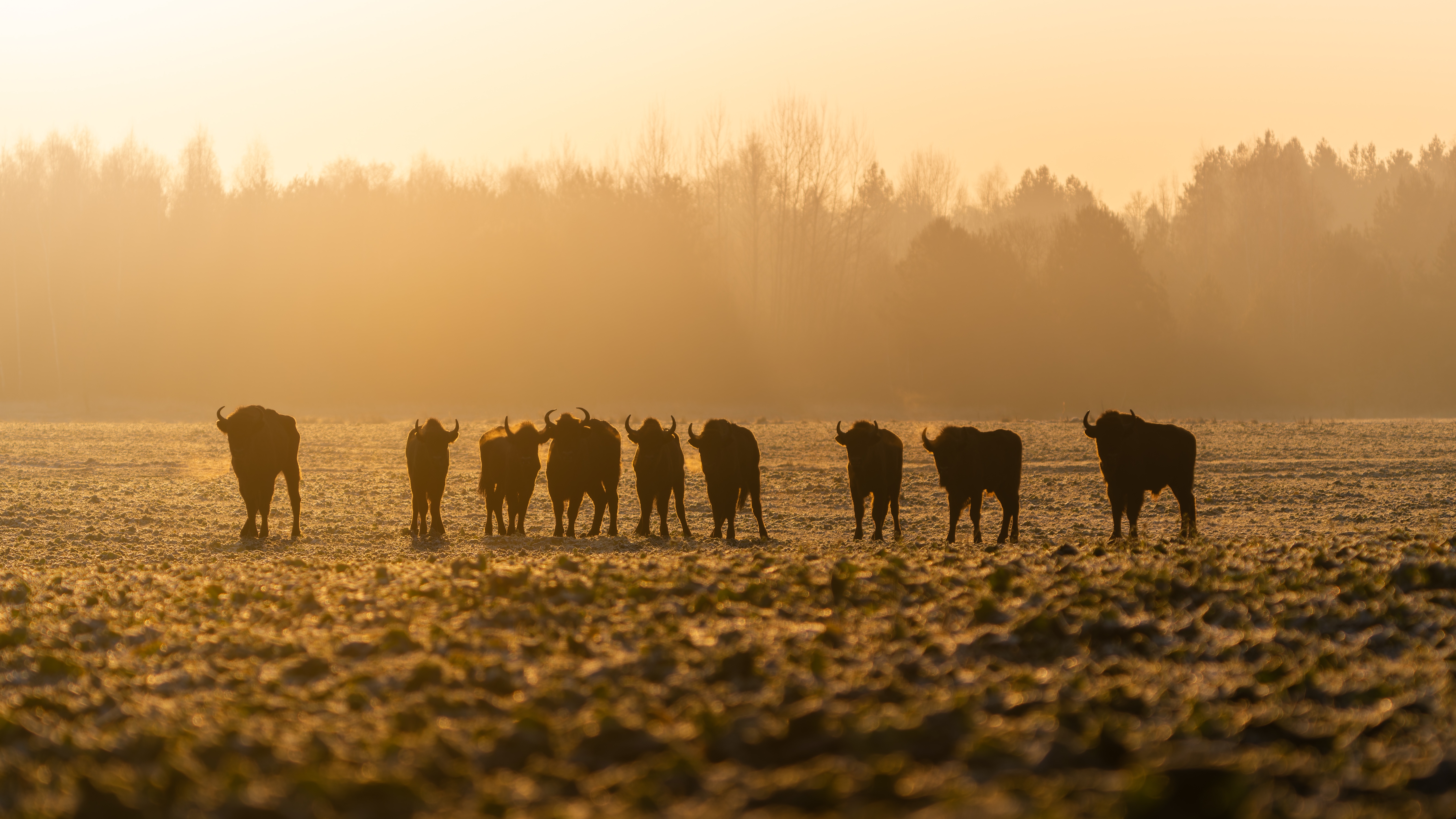 Moo: The Sound of Contentment