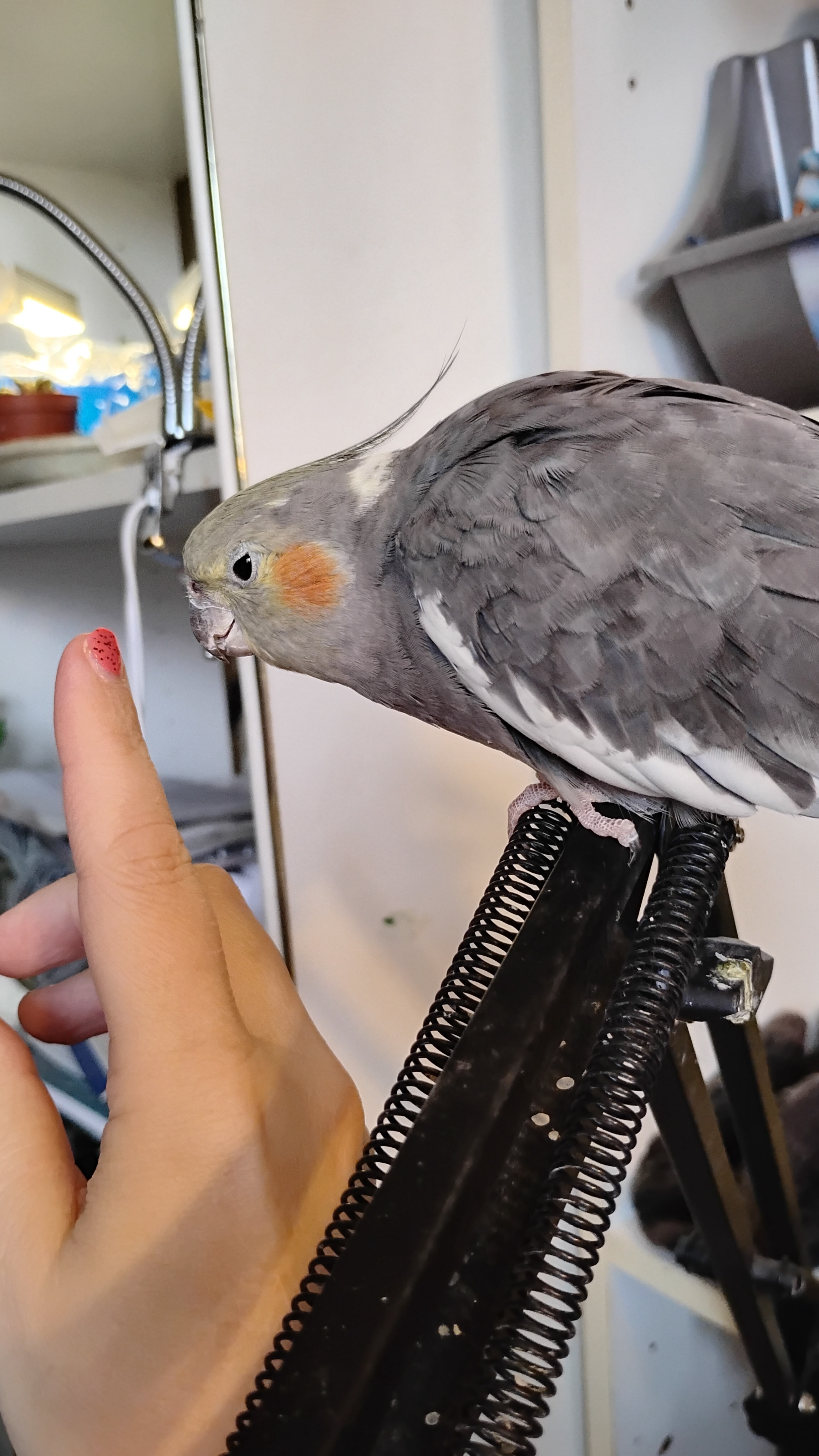 Meet the Daily Birb: A Feathered Critic of Nail Polish