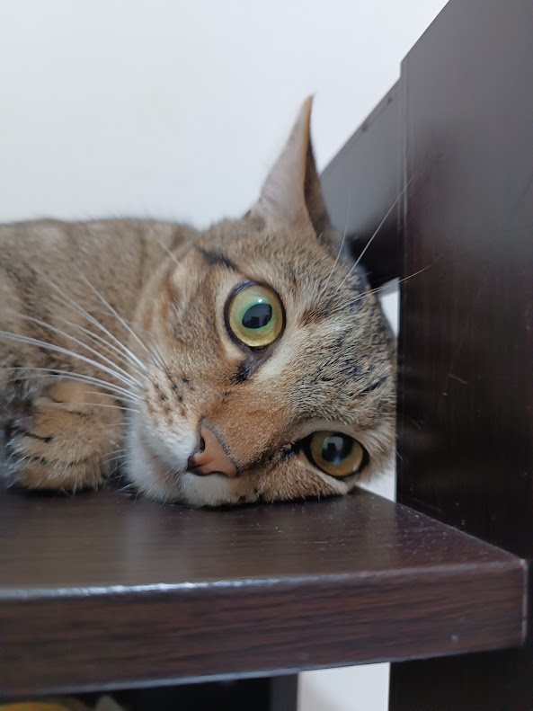 Yet another charming cat sighting.