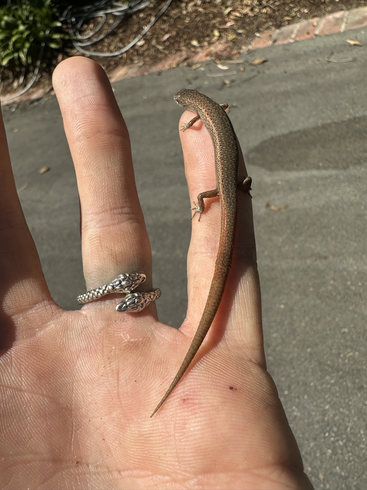 A love story between reptiles: the tale of a reptilian marriage.