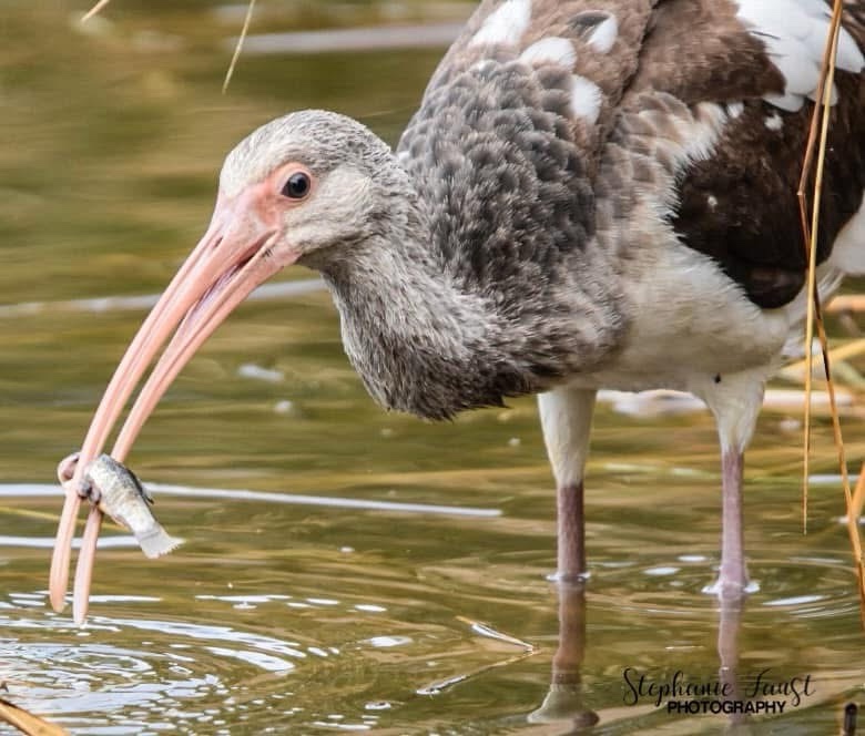 Caught in the Act: The Perfect Moment!