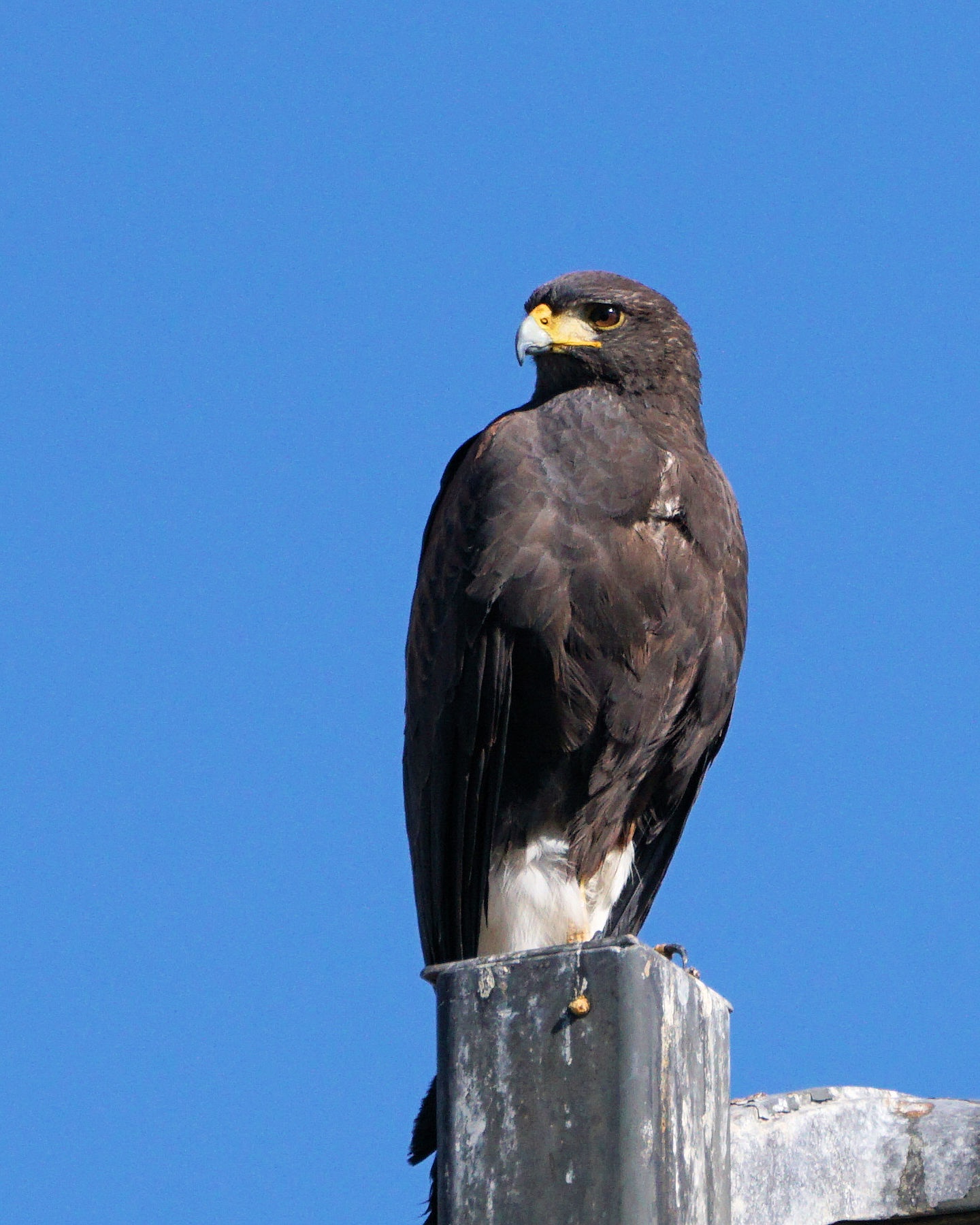 Majestic Harris Hawk in Action