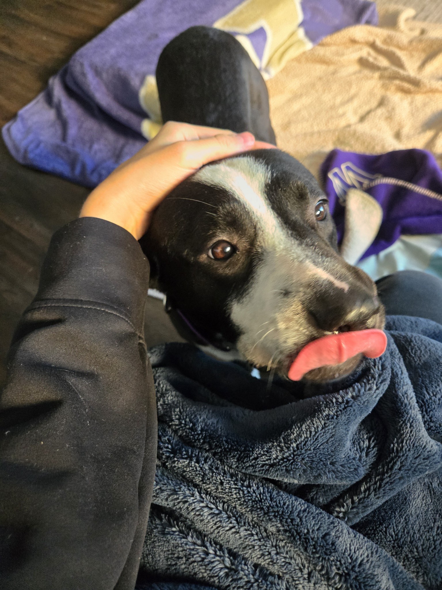 Meet Chuckie, your new furry friend available for adoption at Seattle Humane!