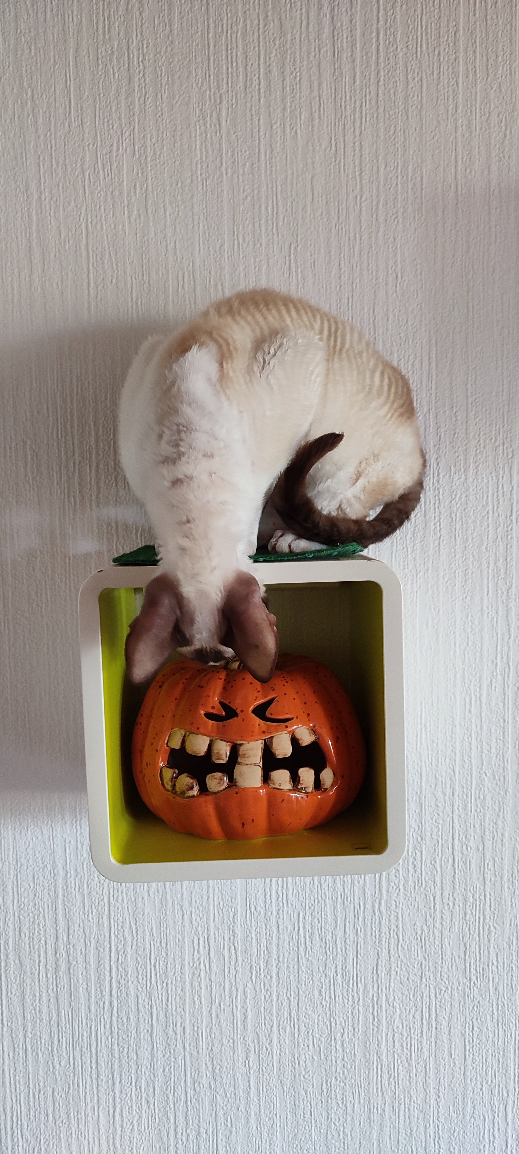 Getting Curious About Halloween Traditions