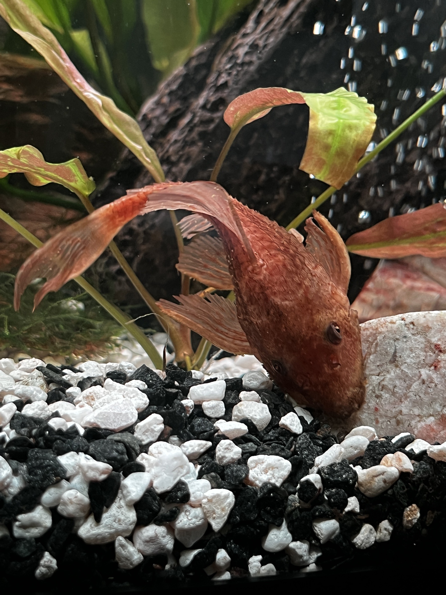 Check Out This Awesome Pleco!