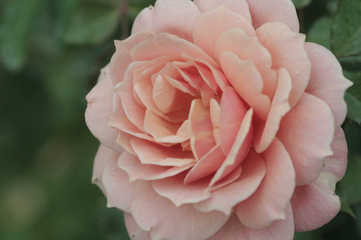 A Glimpse of the Keisei Rose Garden in November 2013