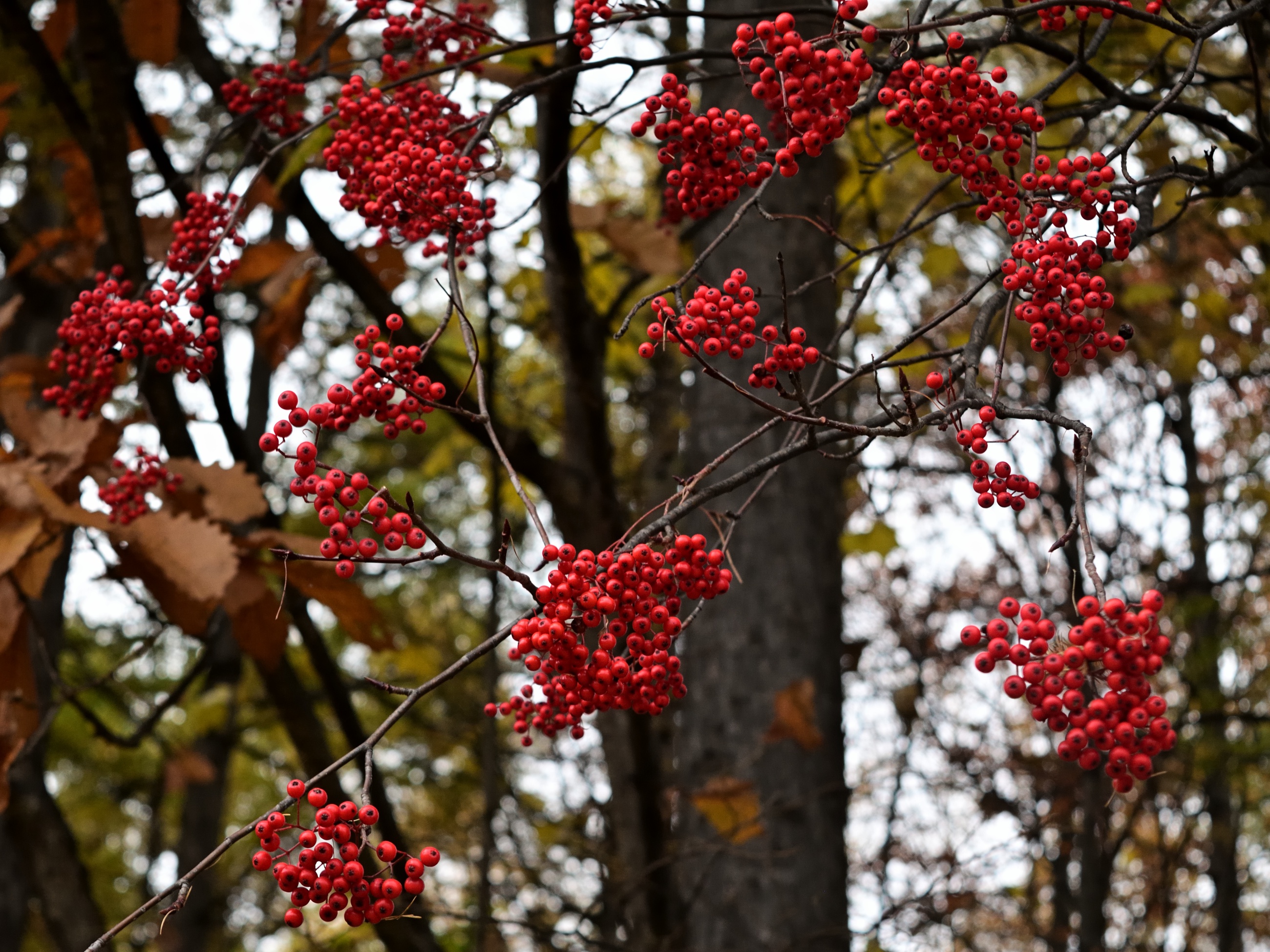 The Beauty of Viburnum