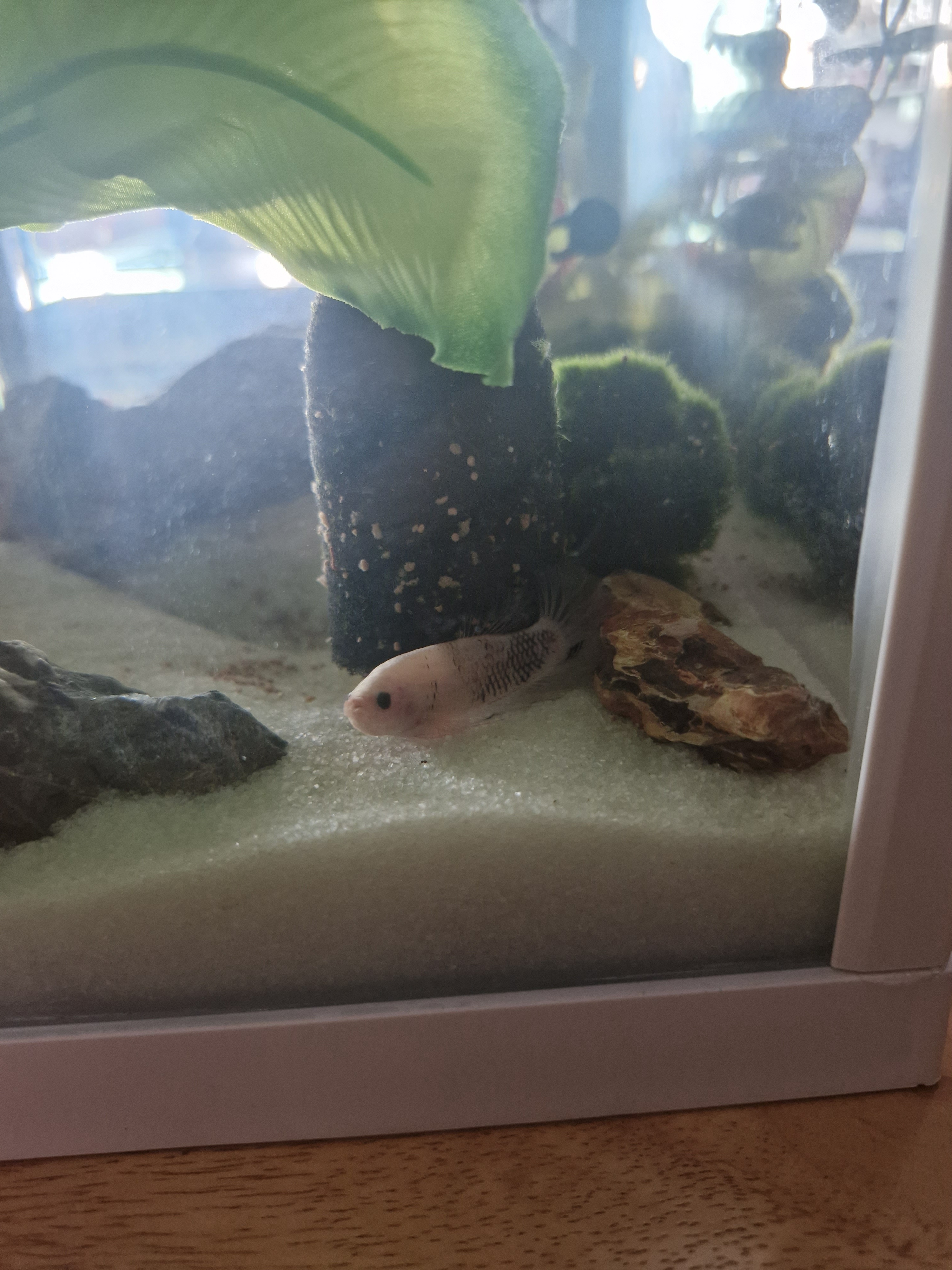 The Art of Betta Scales: A Colorful Showcase