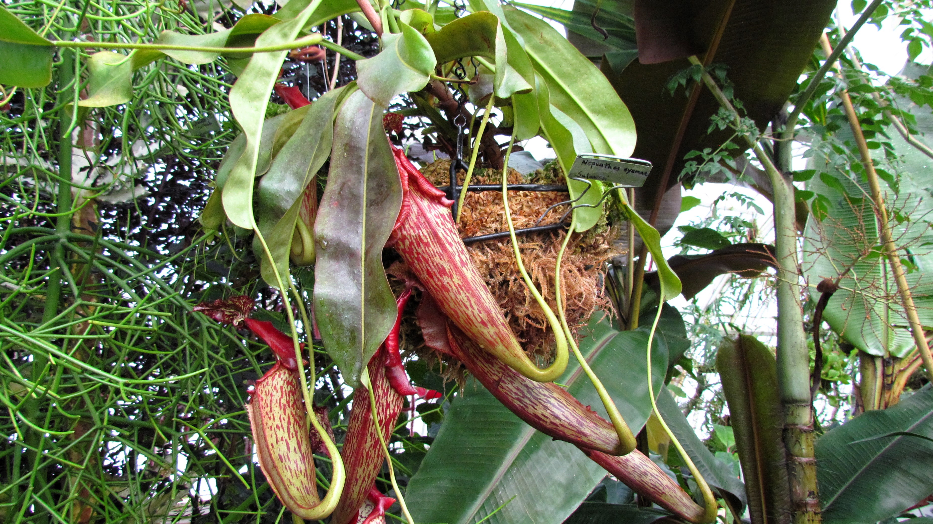 Exploring the Beauty at The Conservatory of Flowers