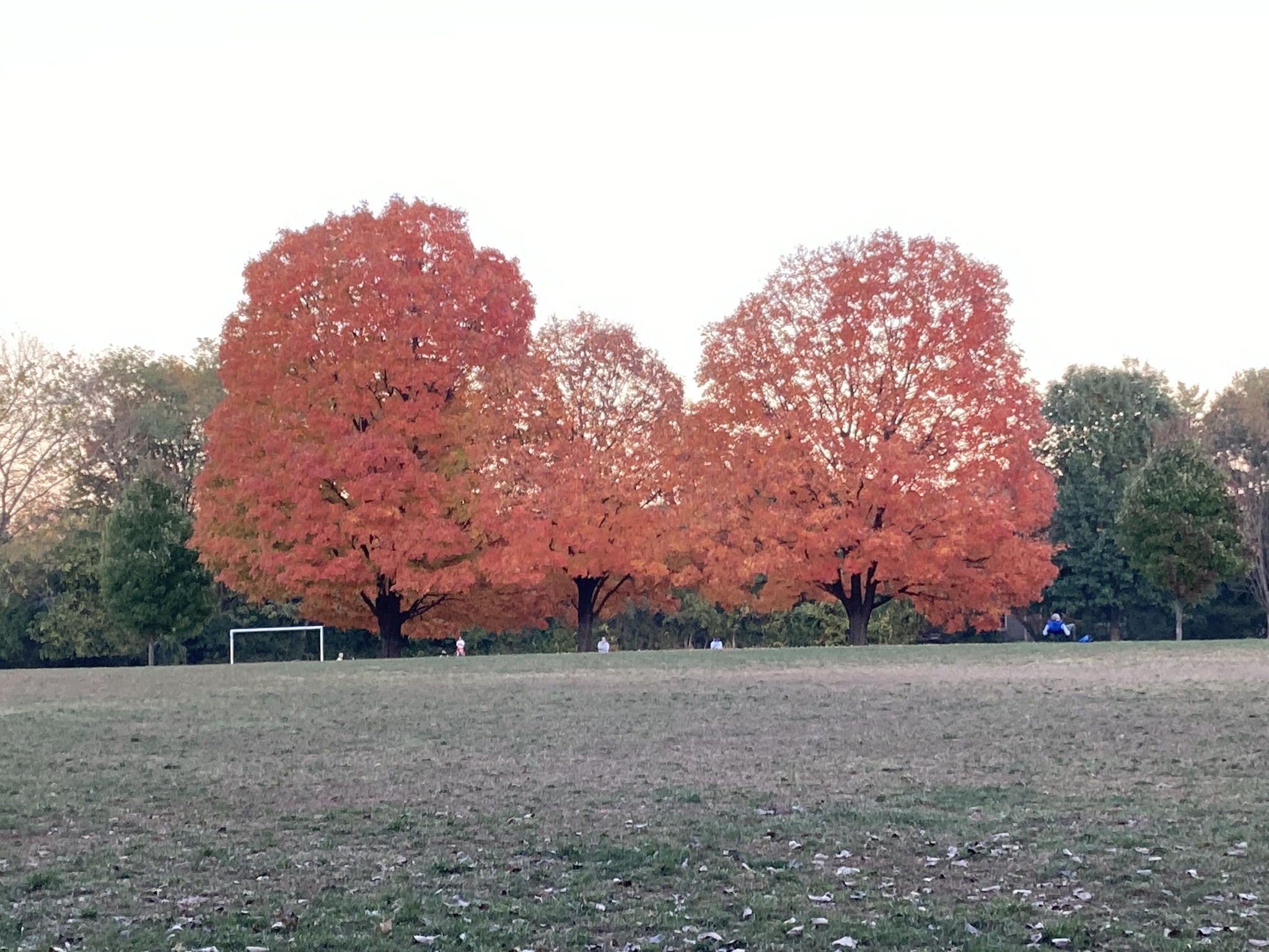 A Vibrant Display of Colorful Autumn Trees
