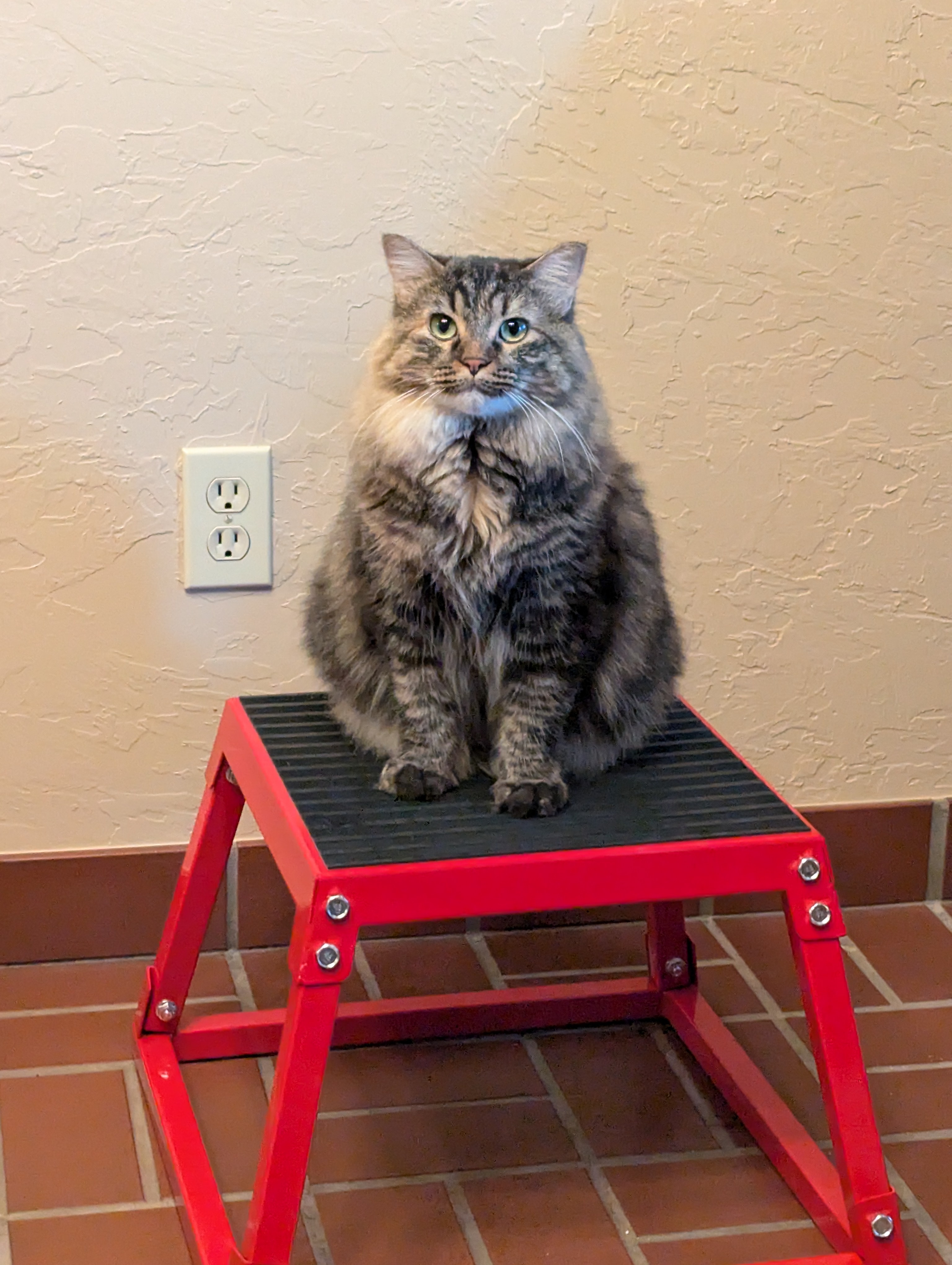 The Rise of the Tater Tot!
