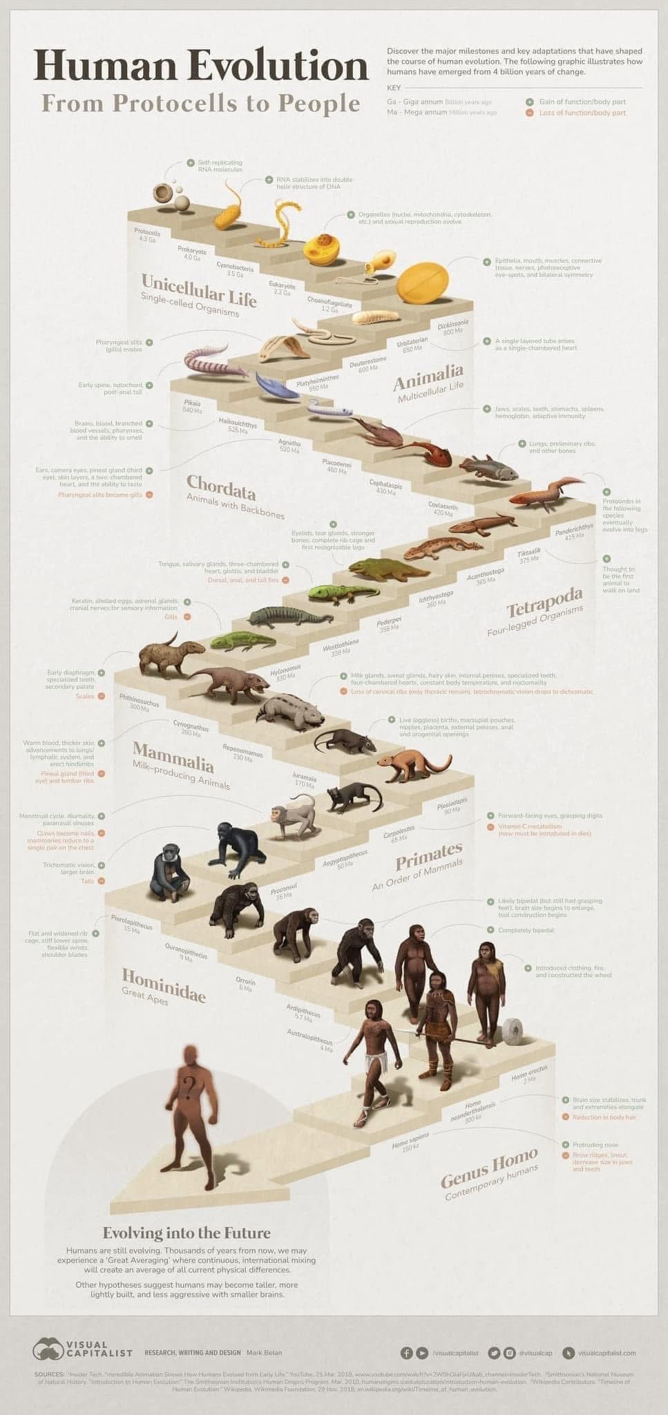 The Epic Journey of Human Evolution Over 4 Billion Years