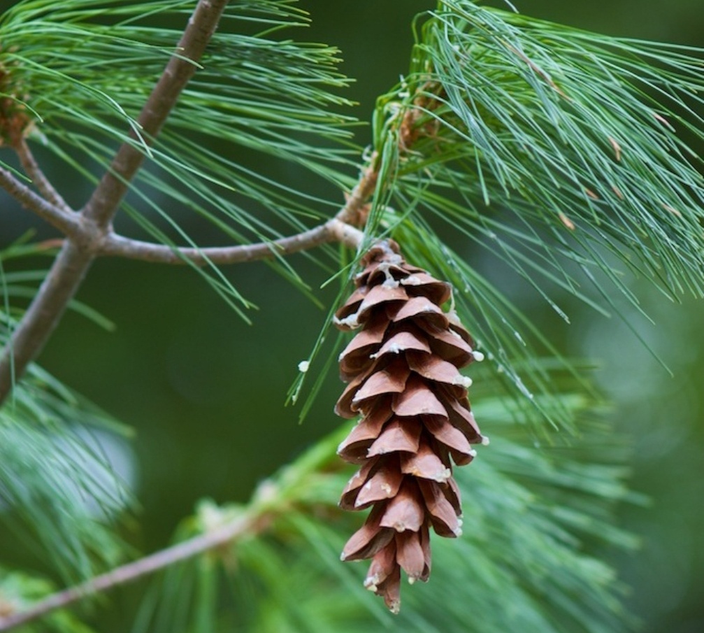 Maine's Unique State Flower: The White Pine Cone and Tassel!