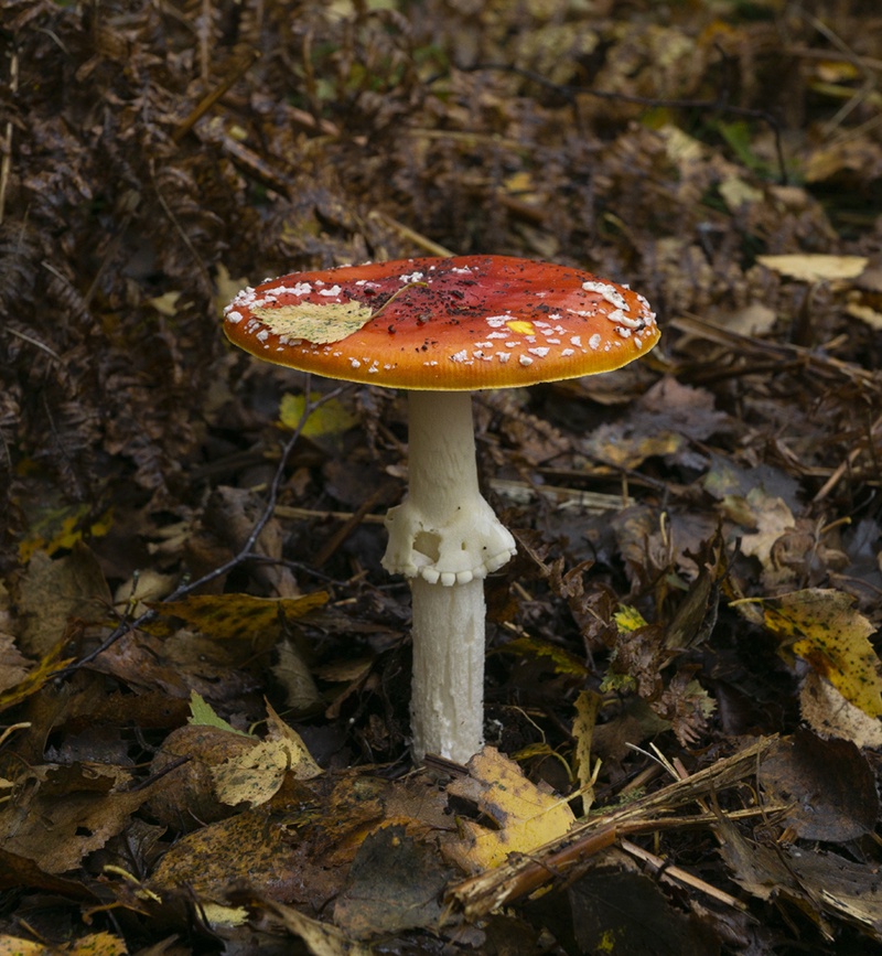 The enchanting Fly Agaric mushroom.