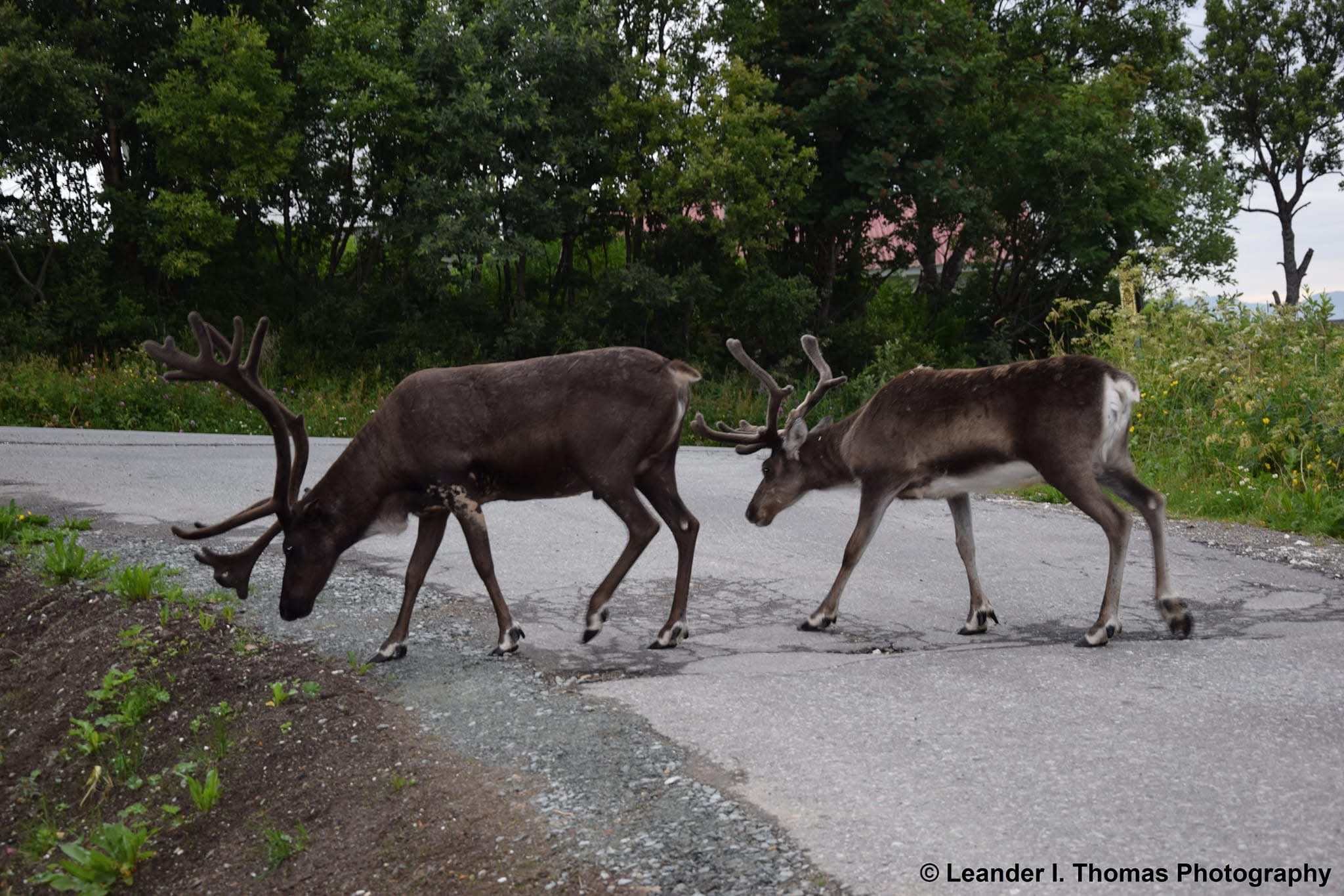 Reindeer: The enchanting creatures of the winter wonderland.