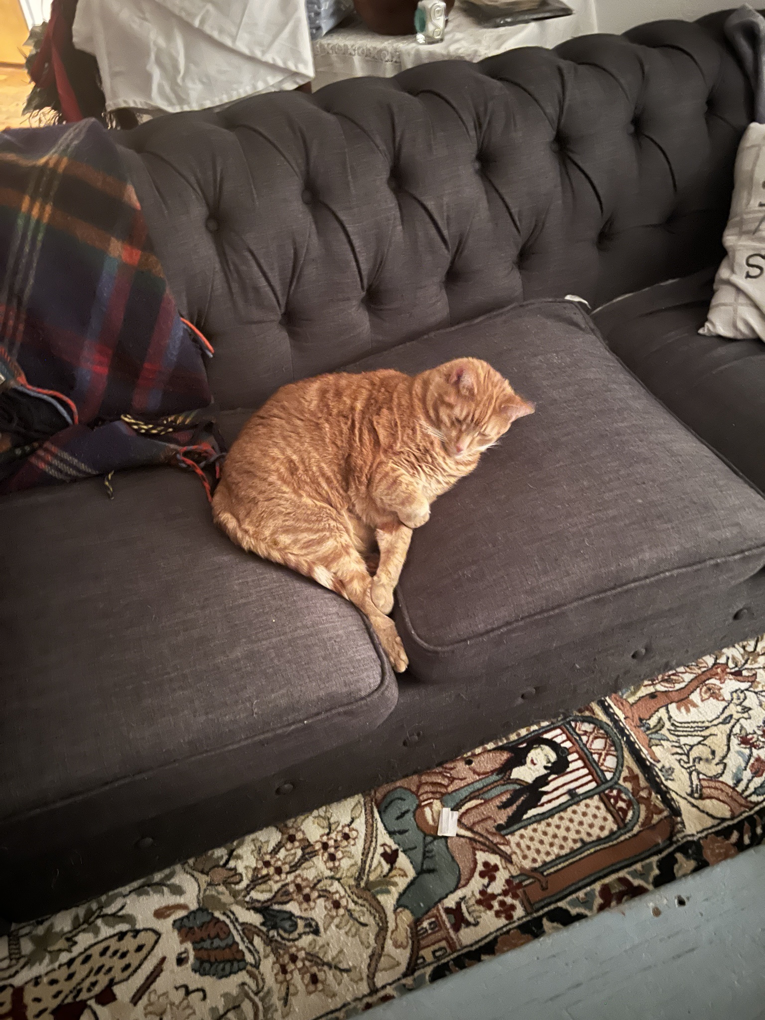 Daily Dose of Cat Cuteness: Your Daily Pick-Me-Up