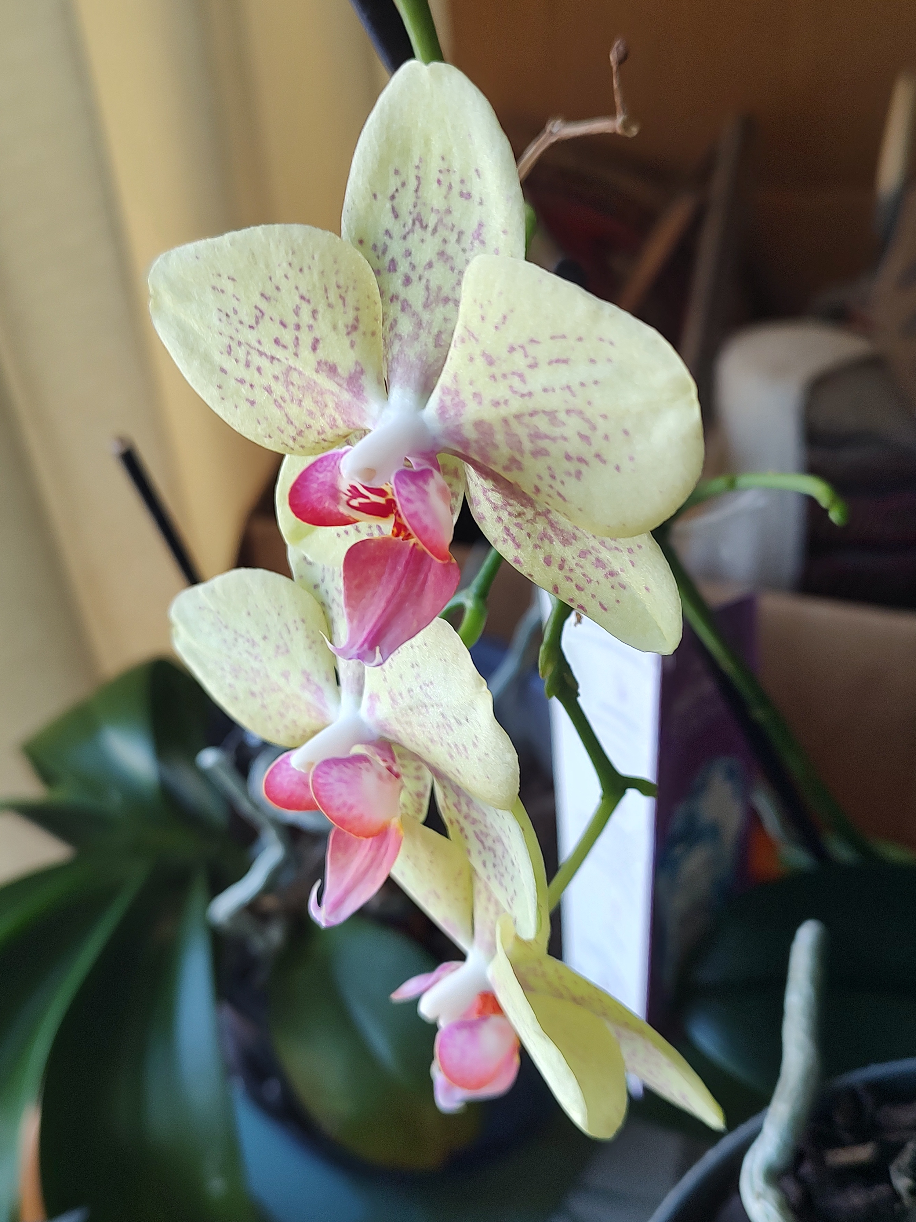 Today's Featured Orchid: A Stunning Bloom for 02222025