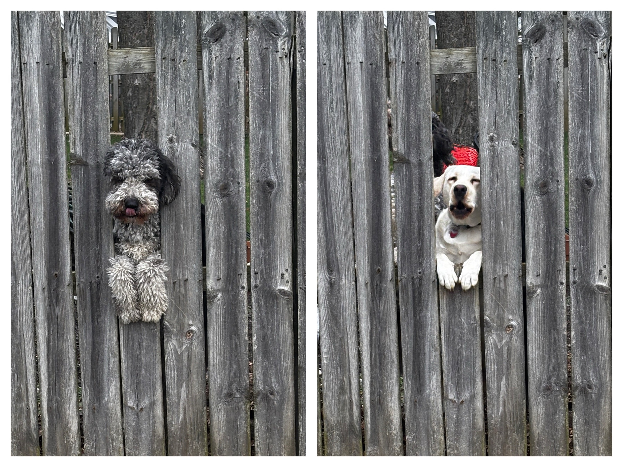 Rigby Ragazzo's Adventures Today