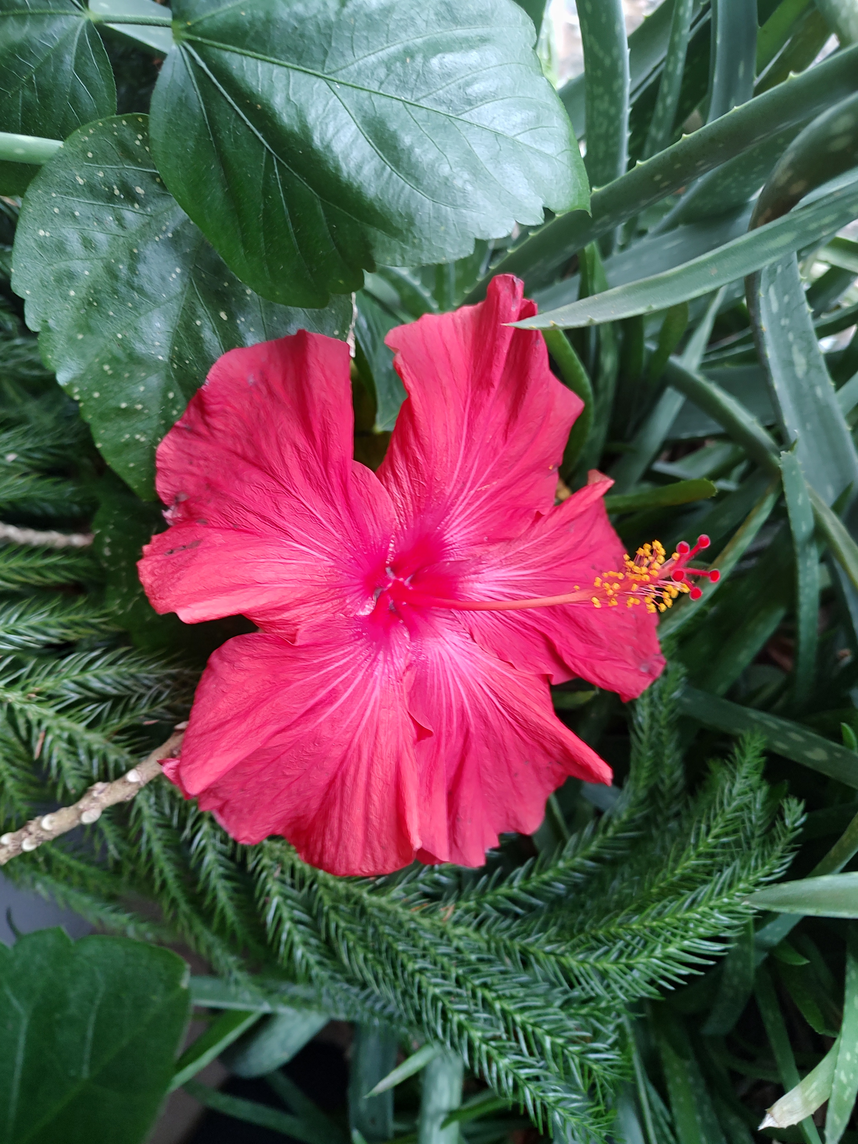 The Hibiscus Bloom: A Day Two Reflection