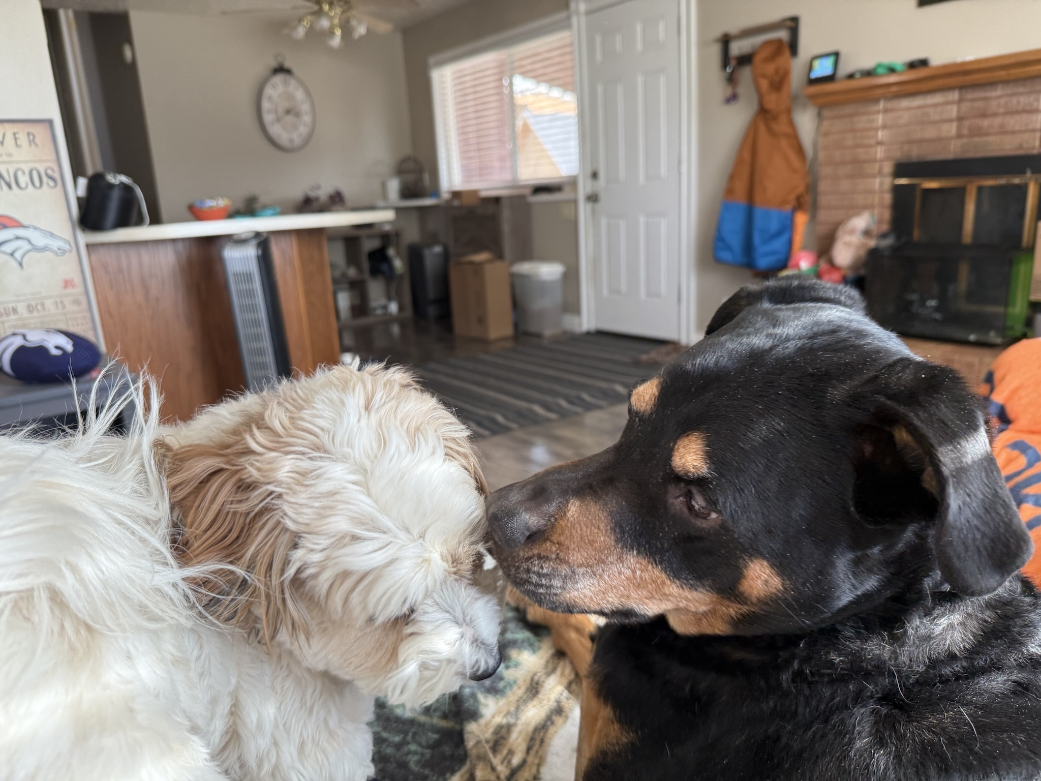 Doggo Besties: A Heartwarming Friendship