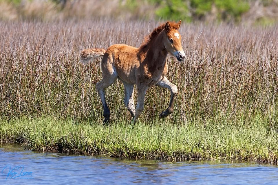 Bayberry's Adorable Filly: A Cute Moment