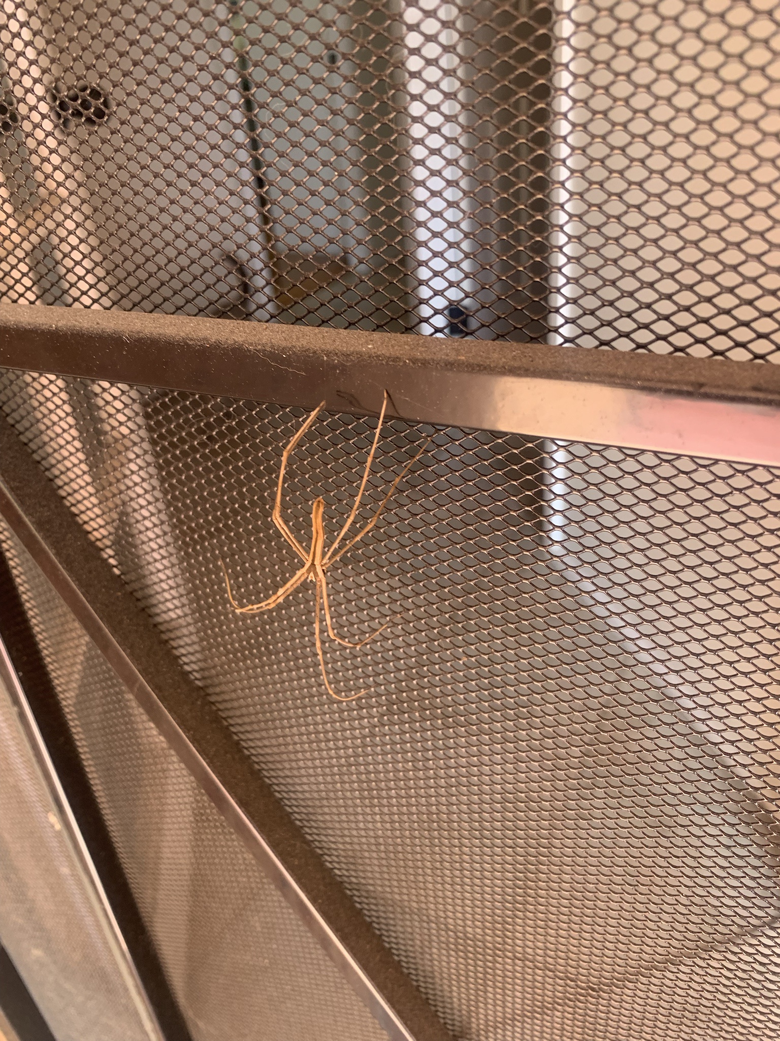 Here's a clearer shot of the mysterious spider I was trying to identify!