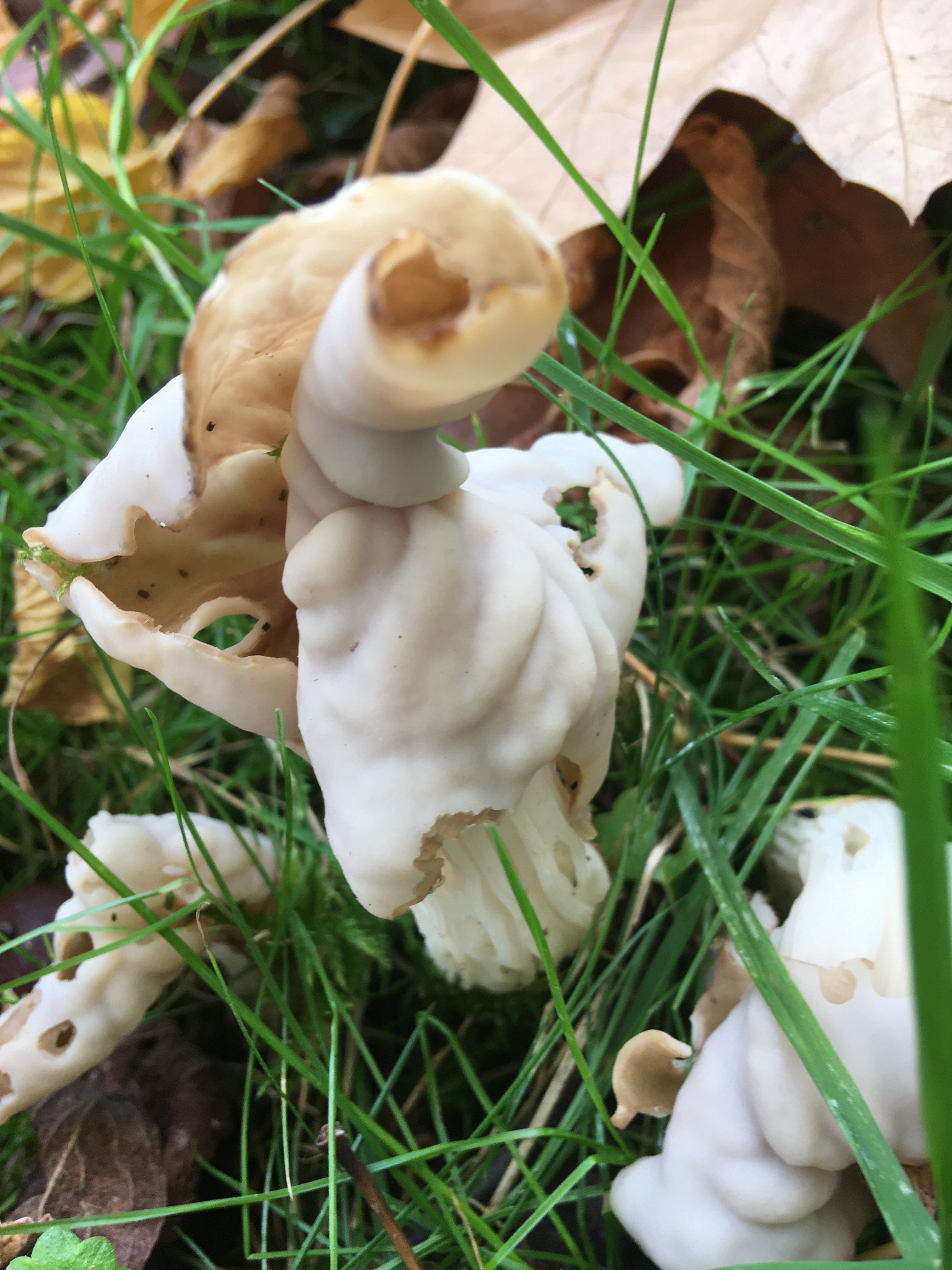 Curious Minds Want to Know: What Is This Fungus?