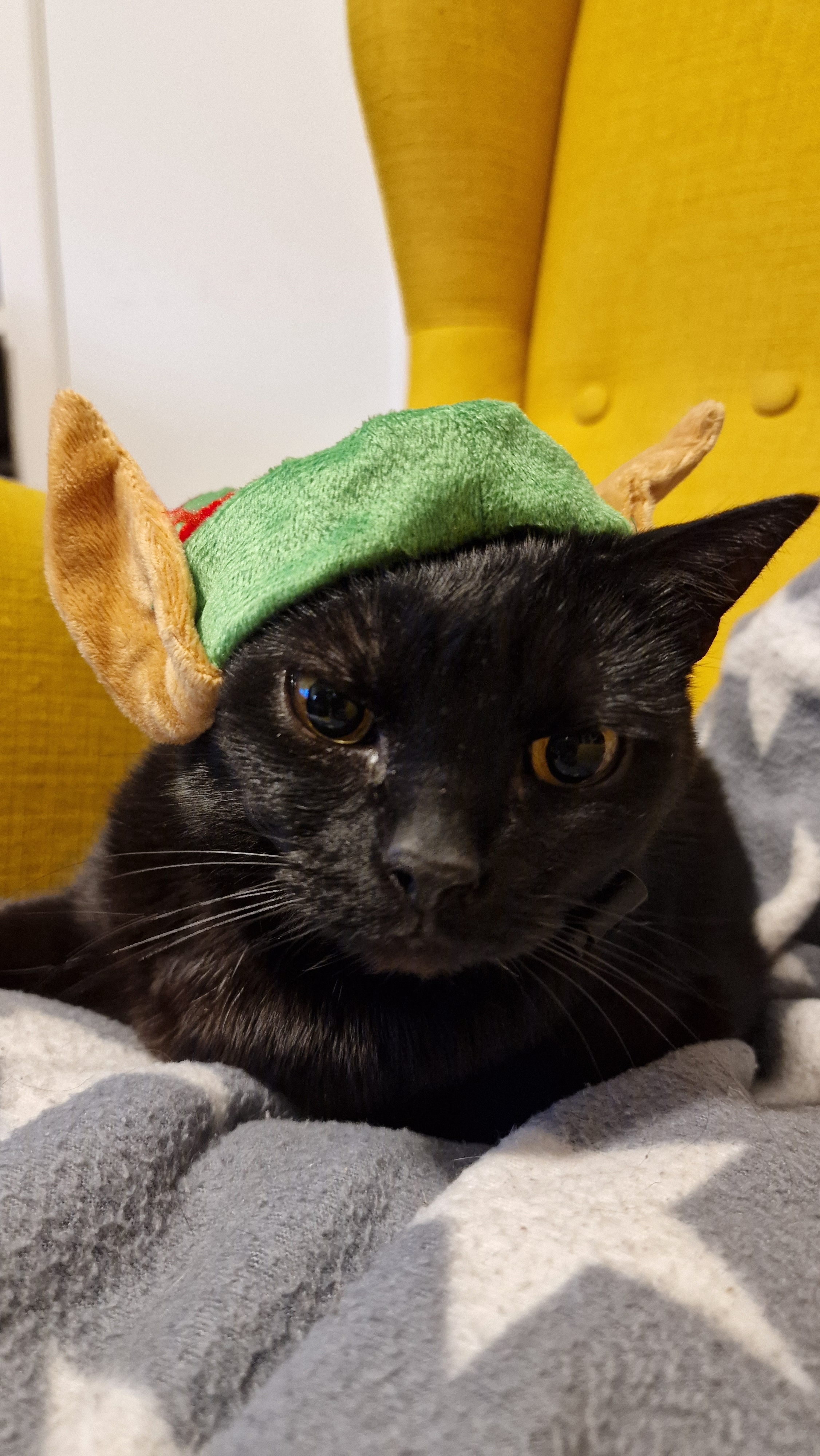 Is it Caturday already?