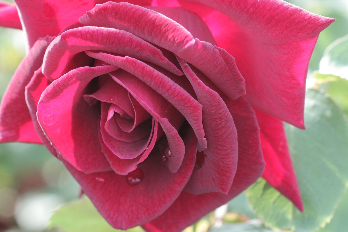 A glimpse of the Keisei Rose Garden in May 2013