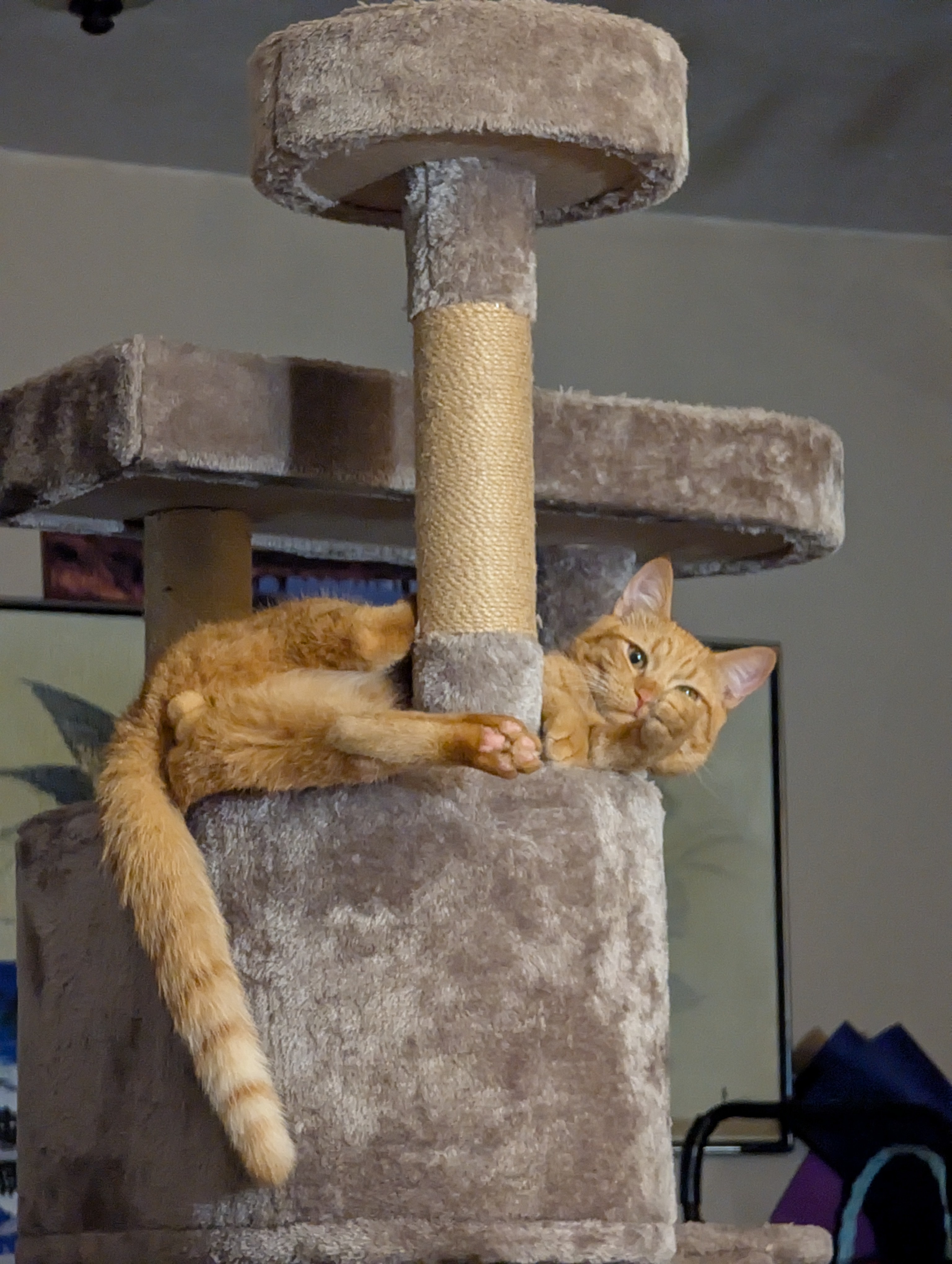 Let’s Deck the Halls with Some Feline Fun!
