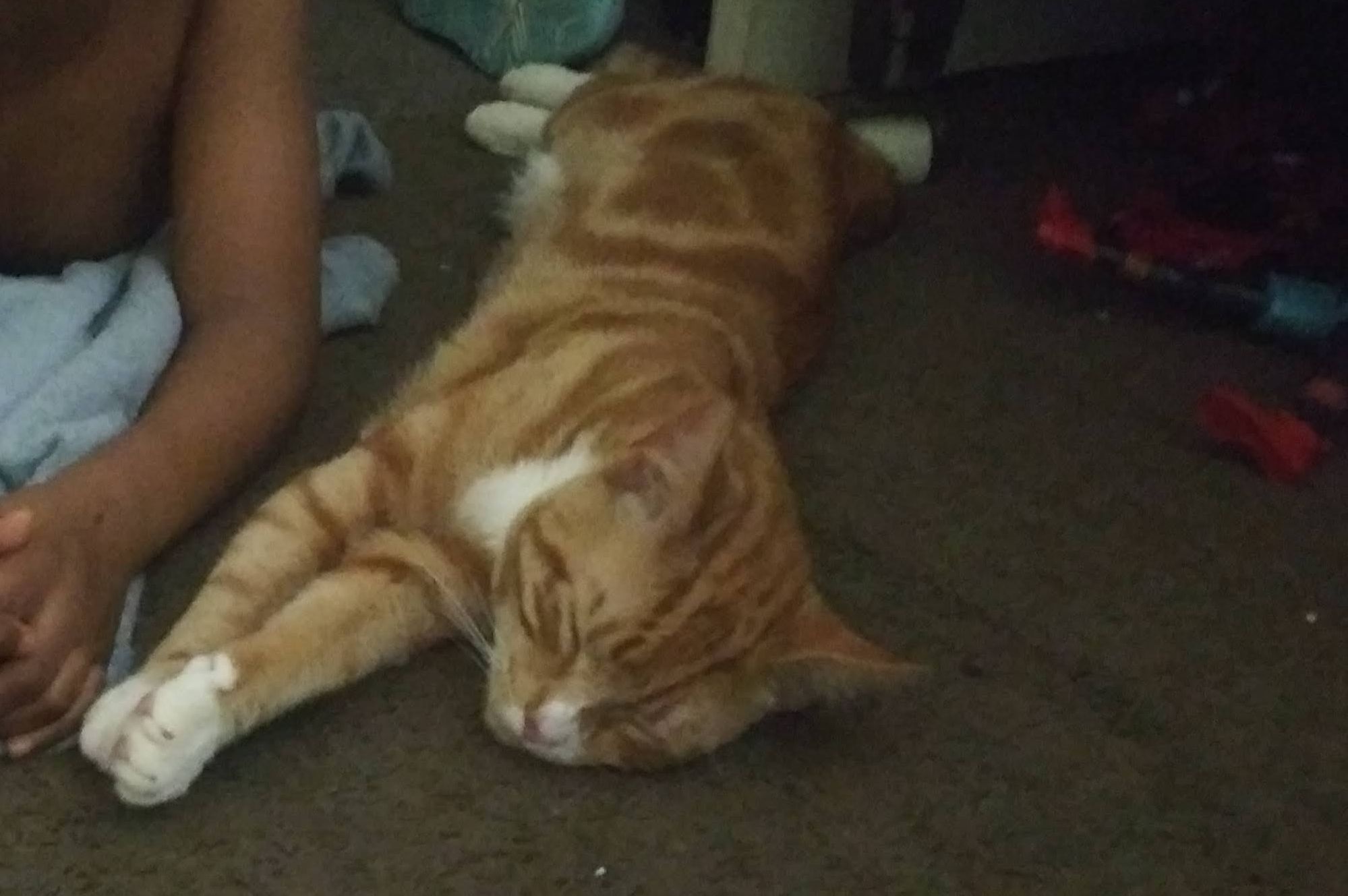 The Circle of Life: Simba Edition