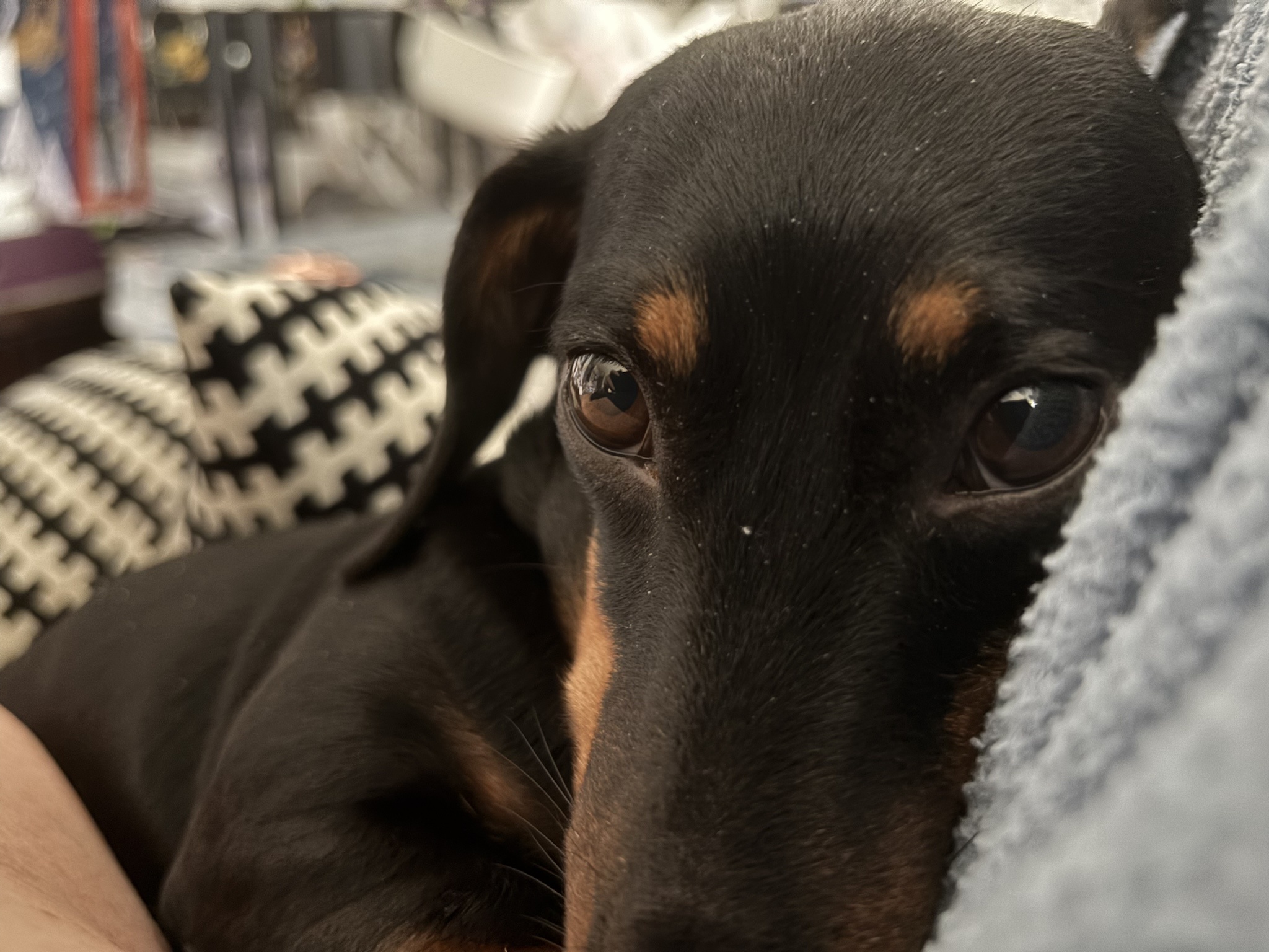 The cutest little puppy snuggled up and ready to melt your heart