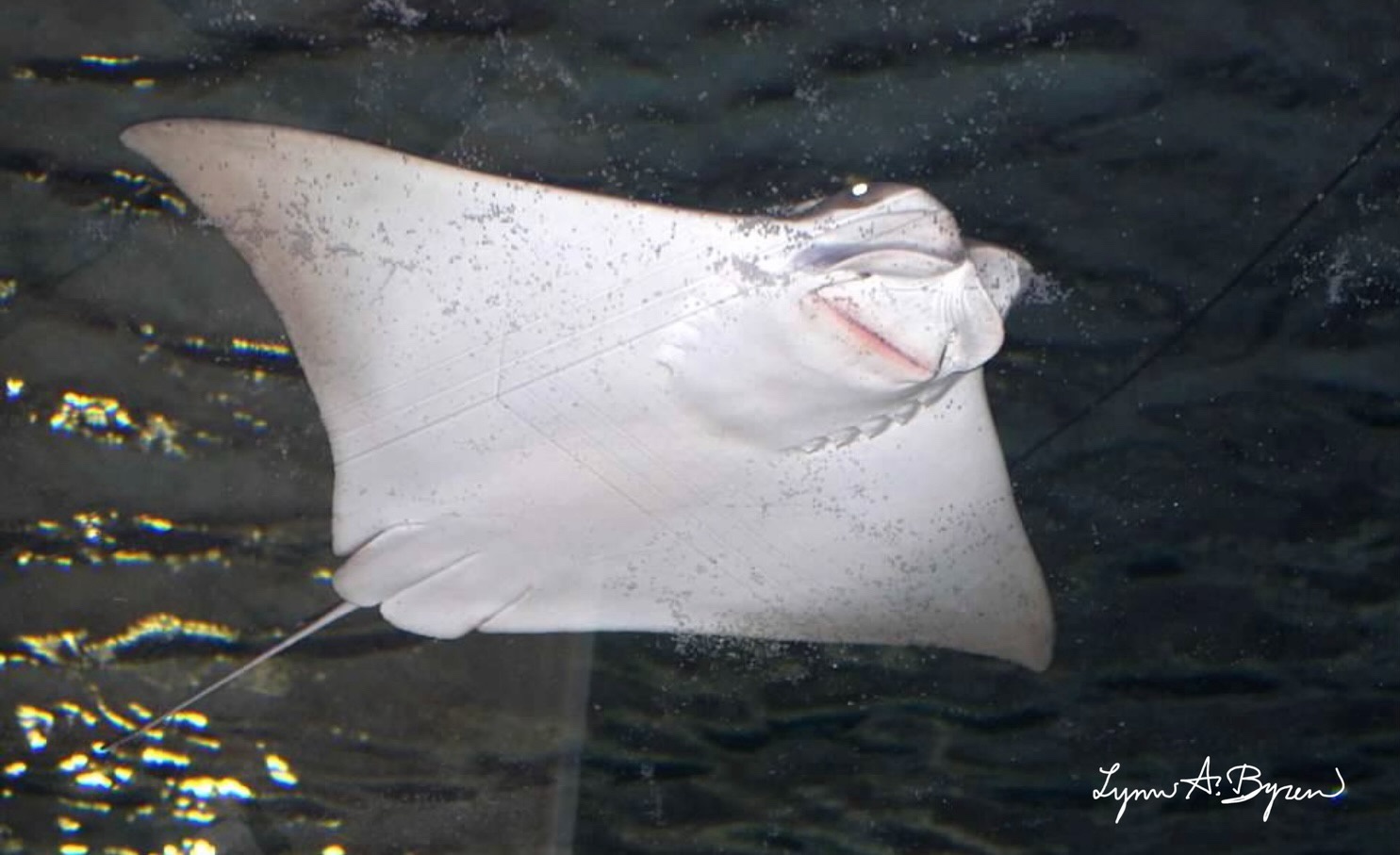 The Majestic Stingray