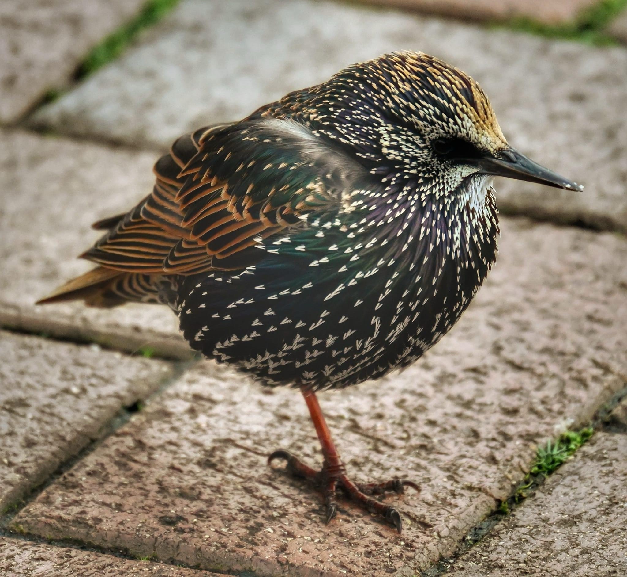 Meet the Starling!
