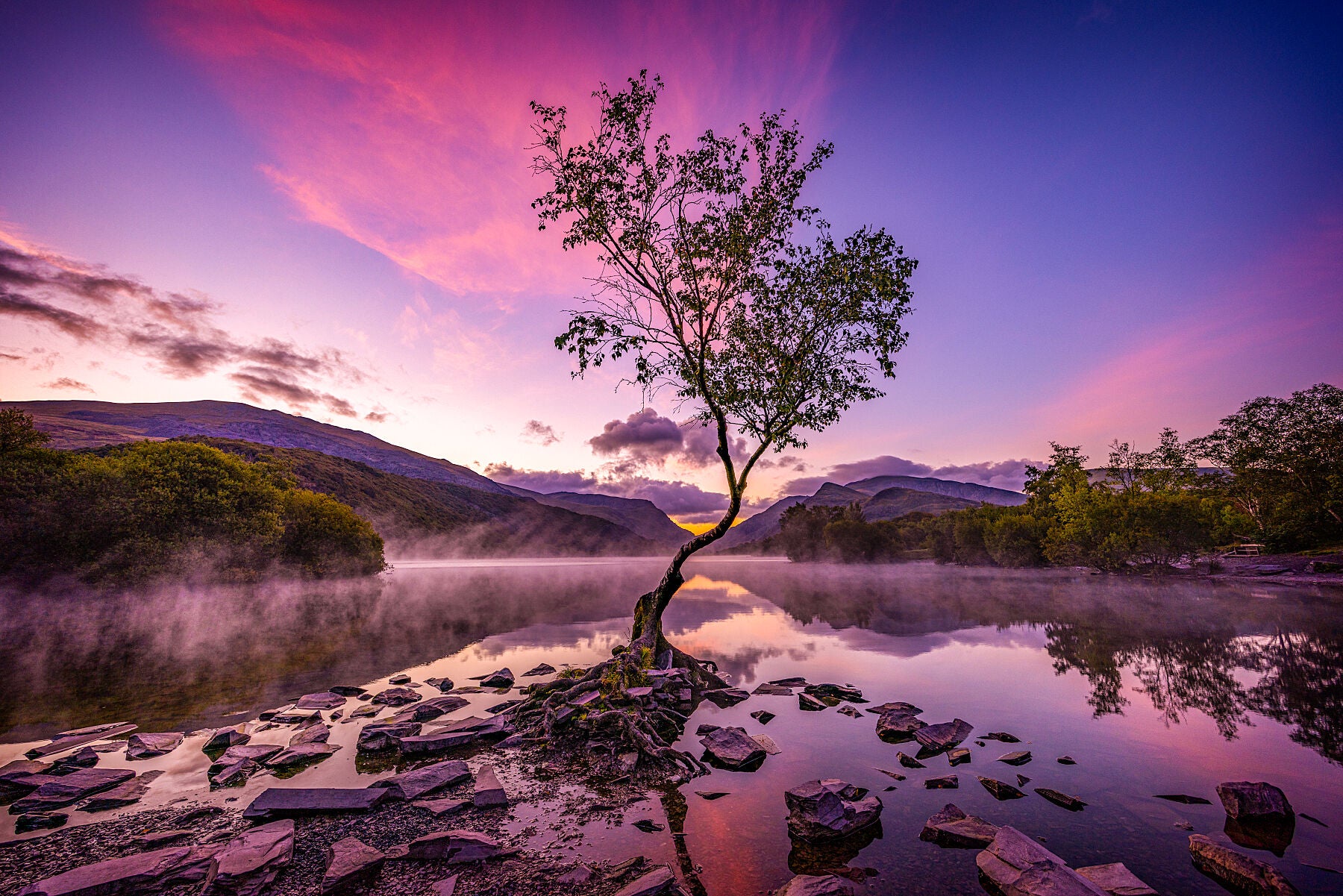 The Solitary Tree: A Symbol of Resilience
