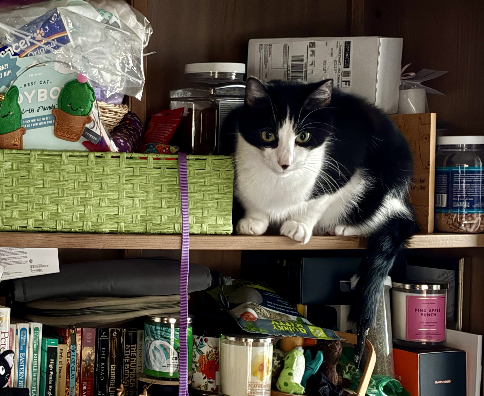 Karl is on a mission, picking out toys for his pals!