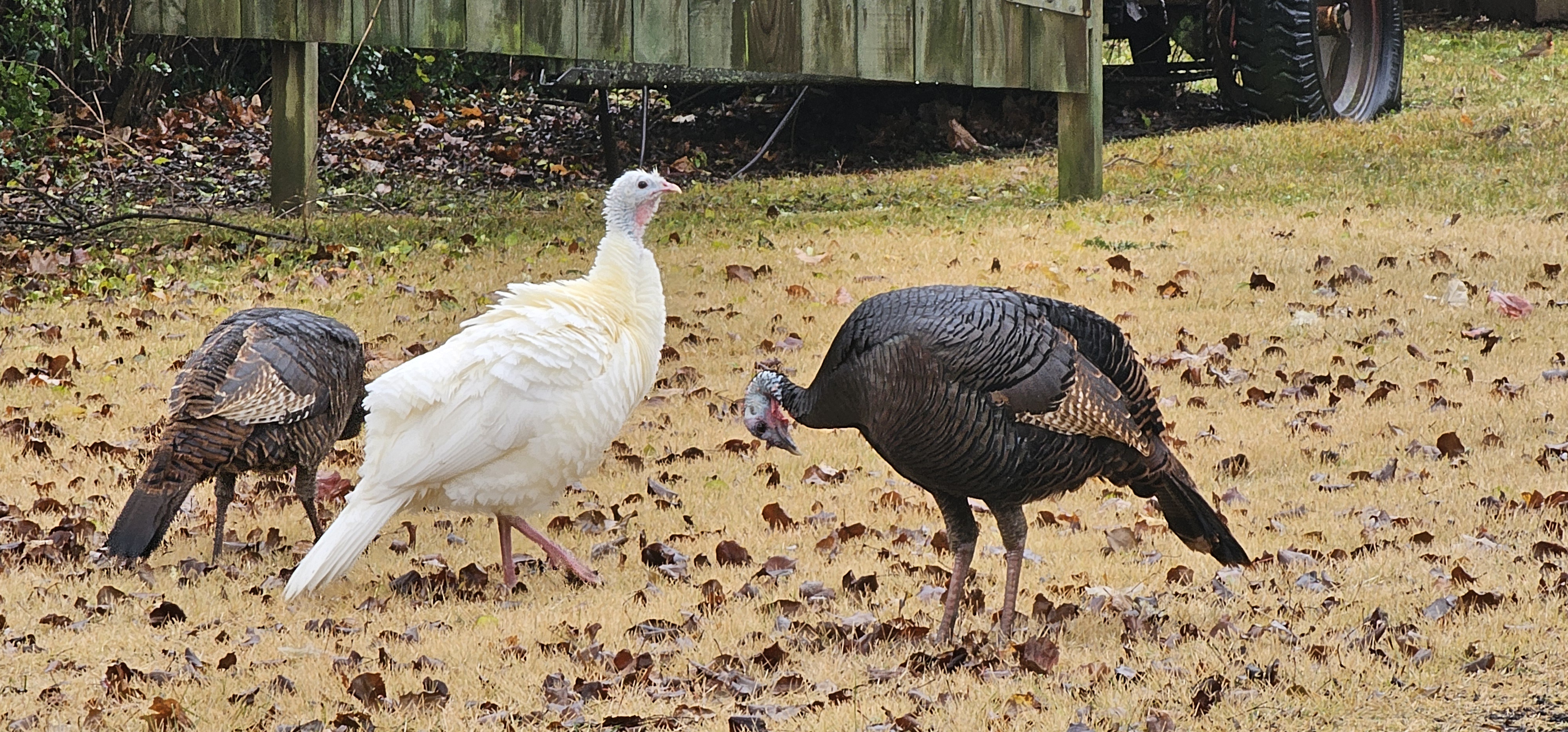 Spotting a leucistic wild turkey in Nashville: Nature's rare beauty feasting on acorns.