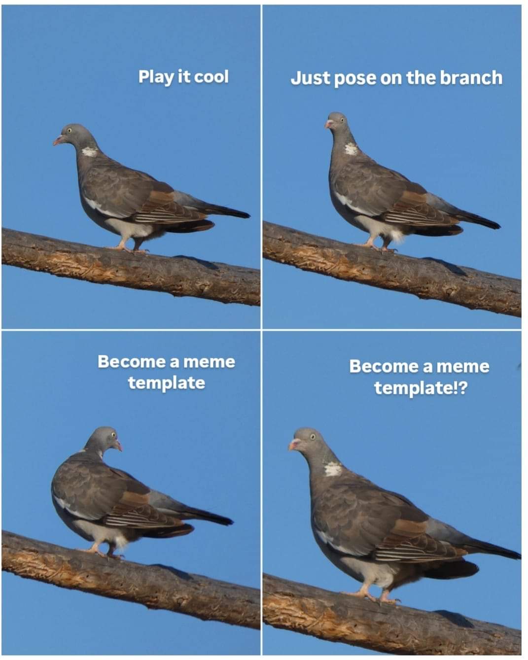 The Meme Returns: Turnip Edition