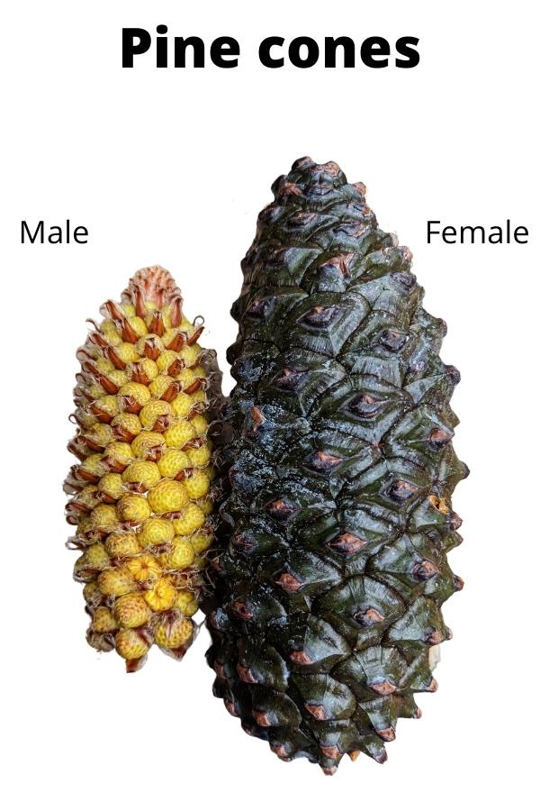 Same Species, Different Vibes