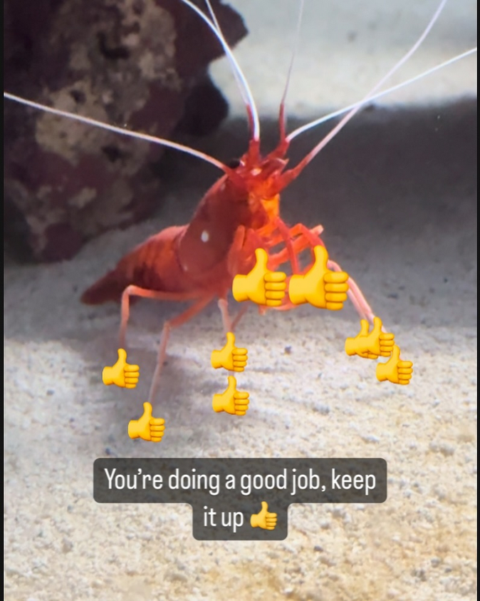 Positive Vibes with a Shrimp Twist!