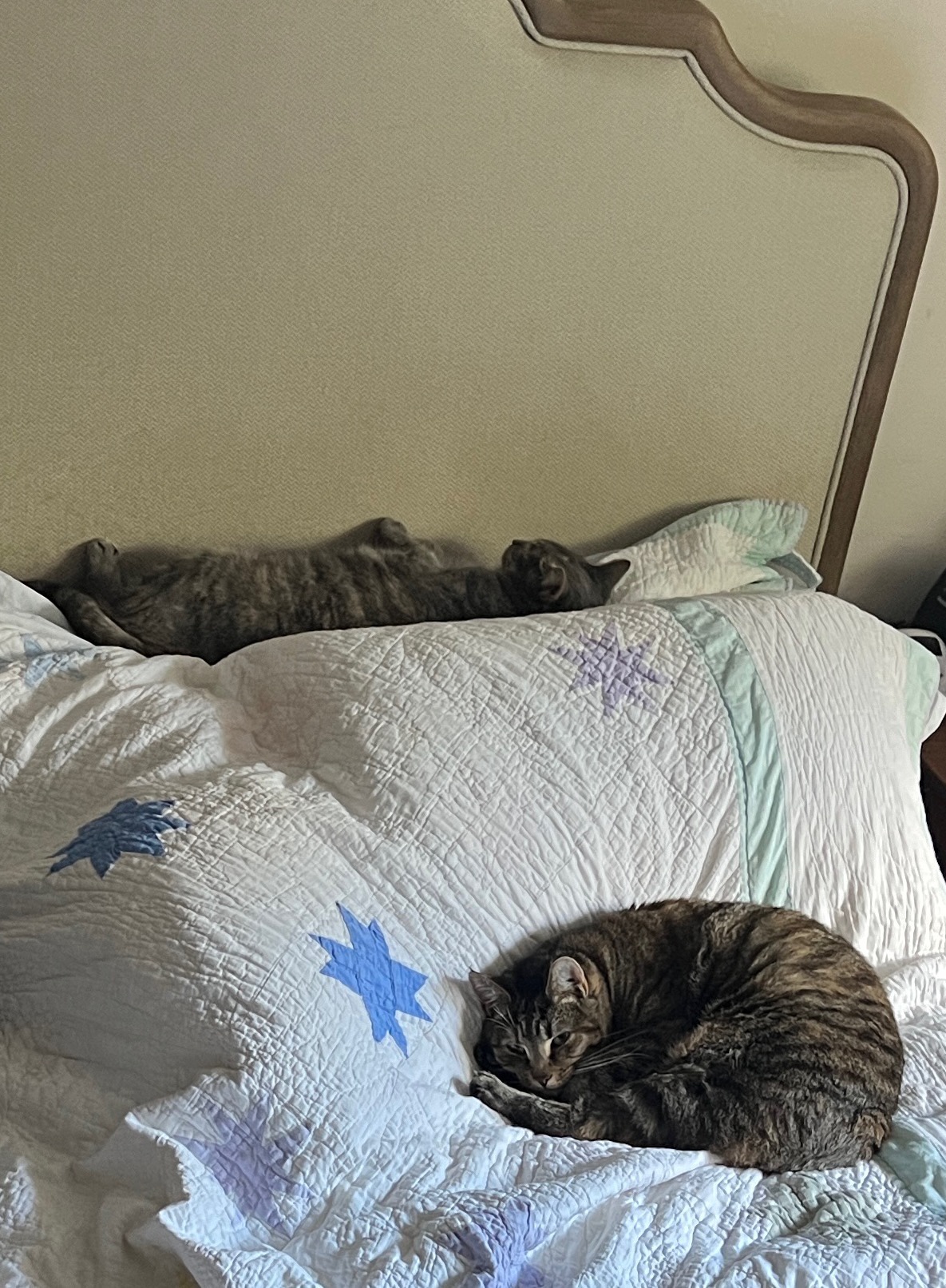 Daily Dose of Feline Joy: A Cat Picture to Brighten Your Day