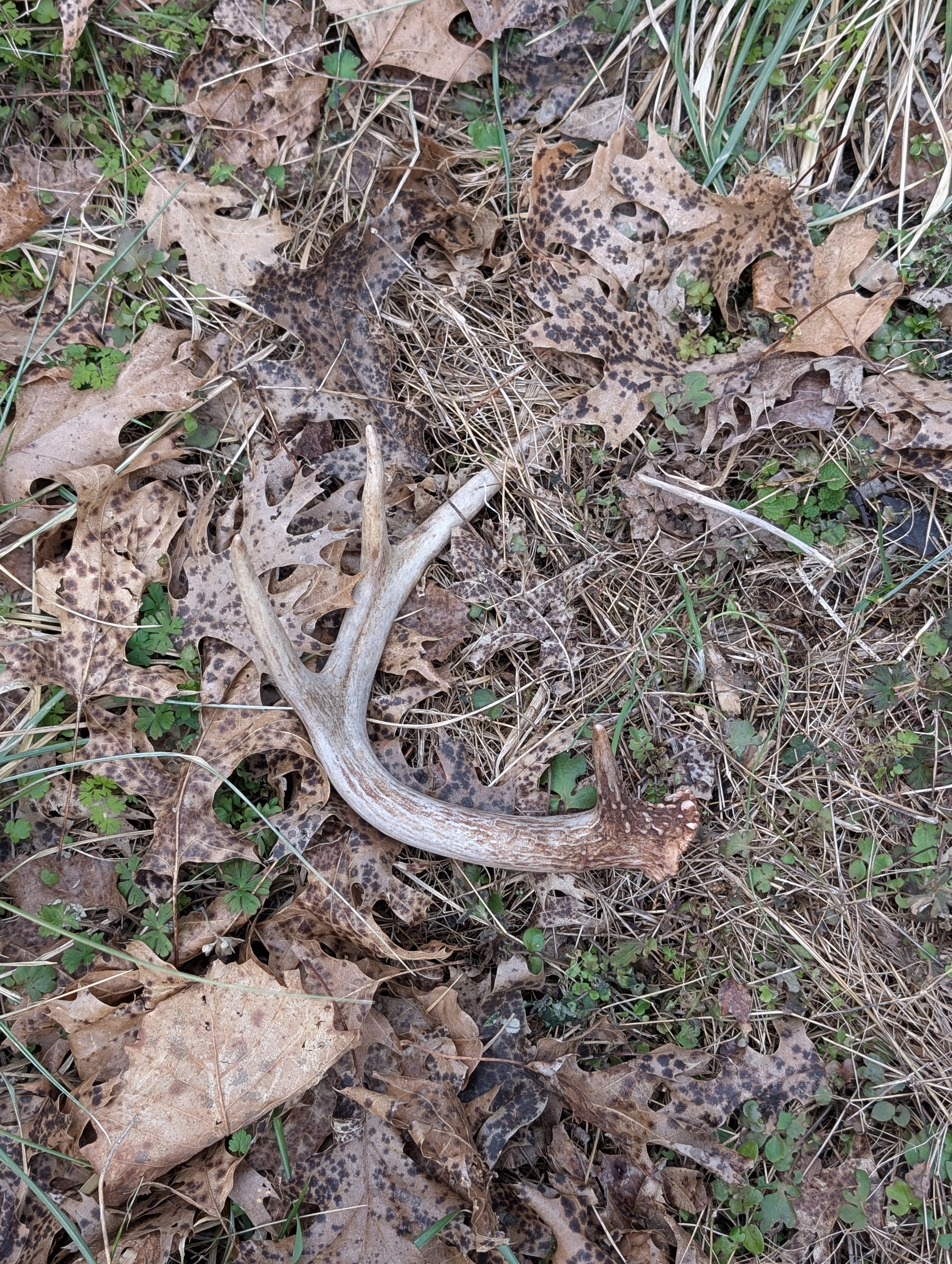 My First Antler Shed Adventure