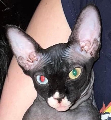 A fascinating comparison of how blue and yellow eyes reflect color differently - blue eyes show red while yellow eyes reveal green. (Shared from a Sphynx cat Facebook group; not my cat, but happy to credit the owner if needed.)