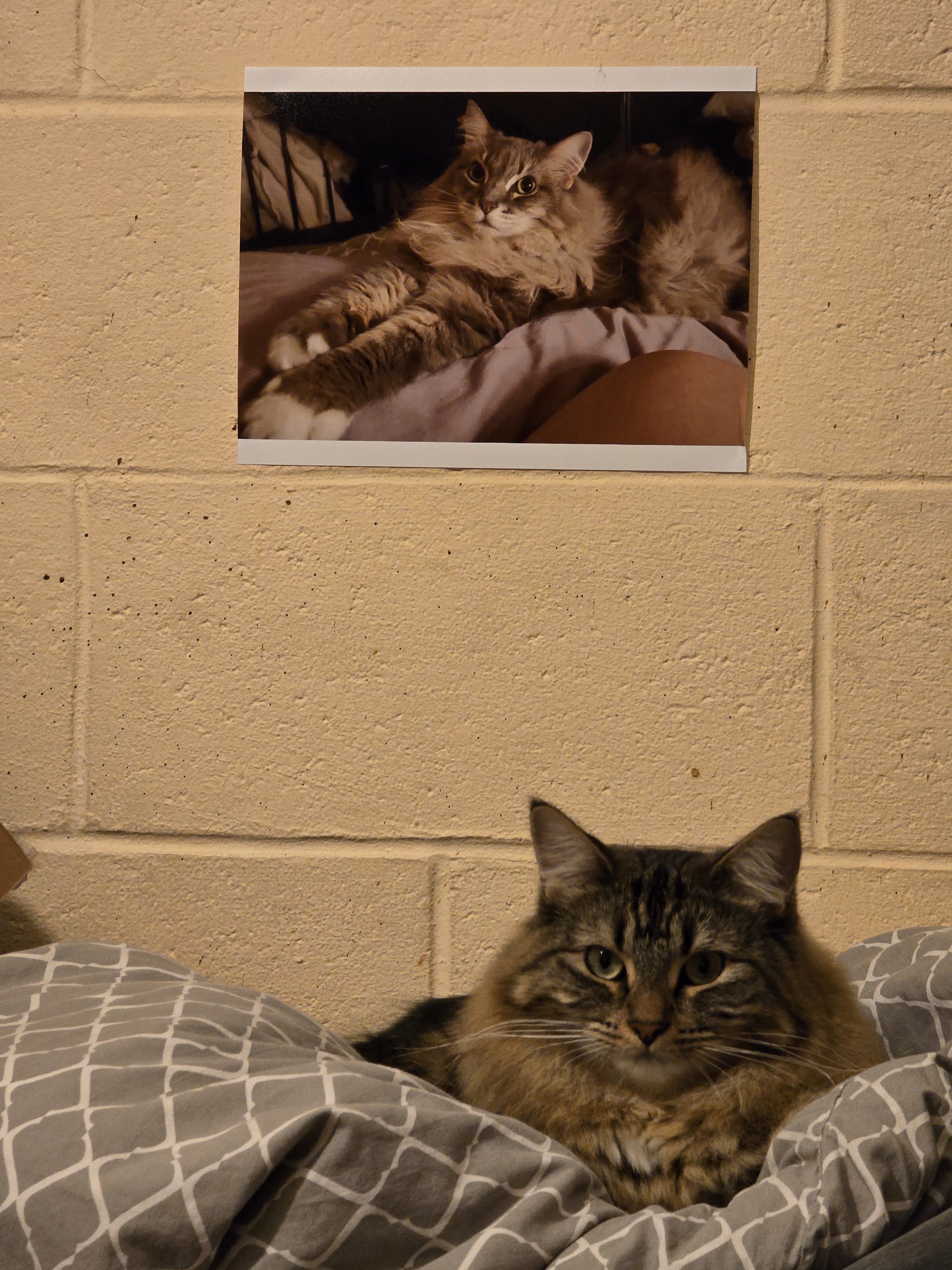 My New Kitty Cuddles Up Under a Picture of My Beloved Late Nala