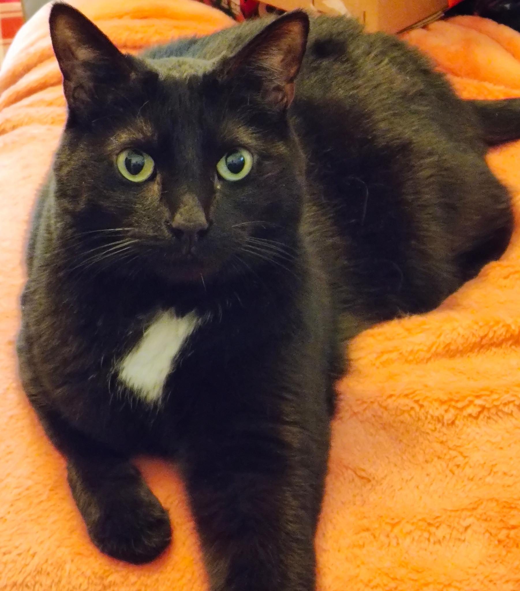Black Cat: Your Lucky Charm!