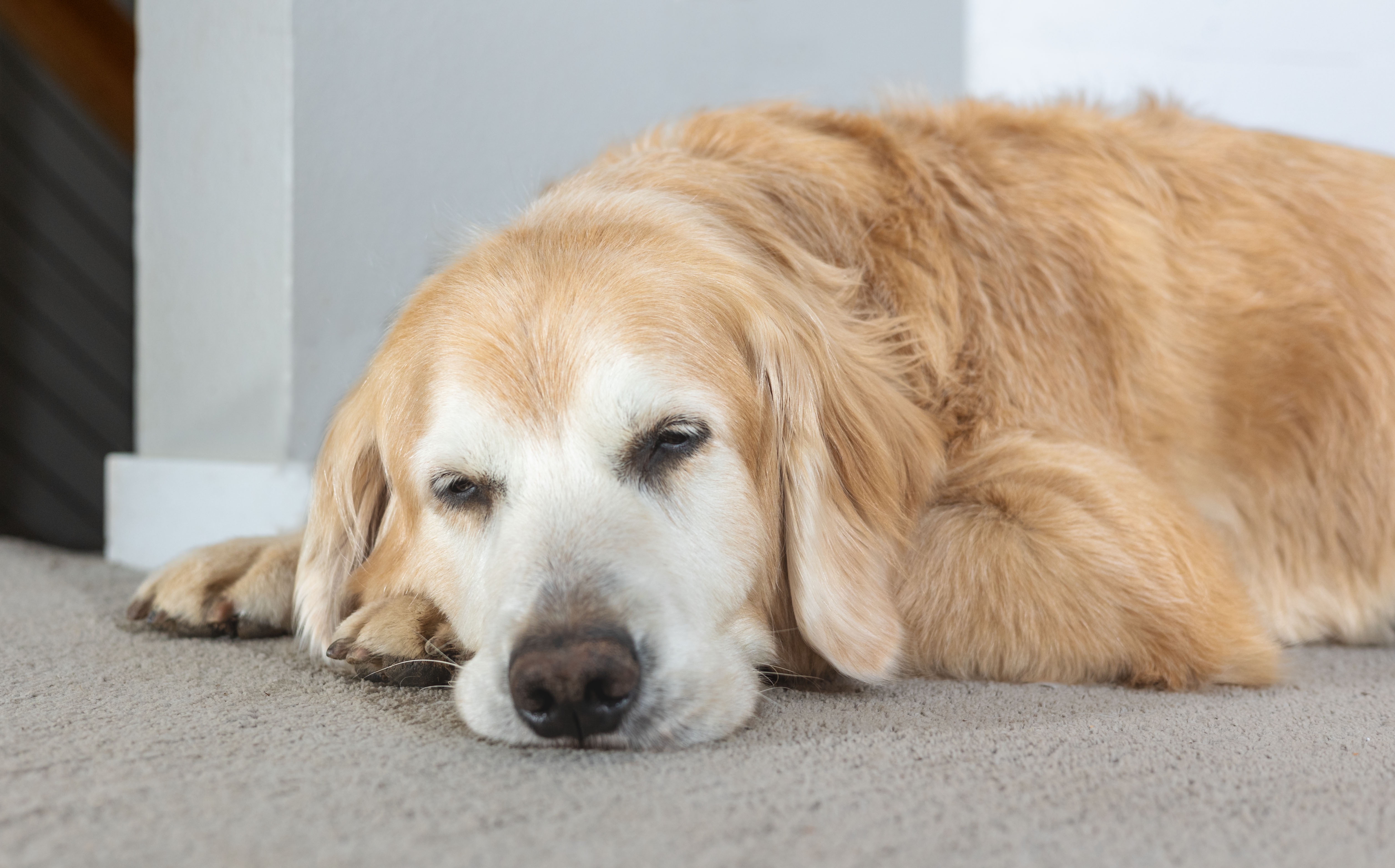 Cooper's Midday Snooze: The Cutest Nap Ever